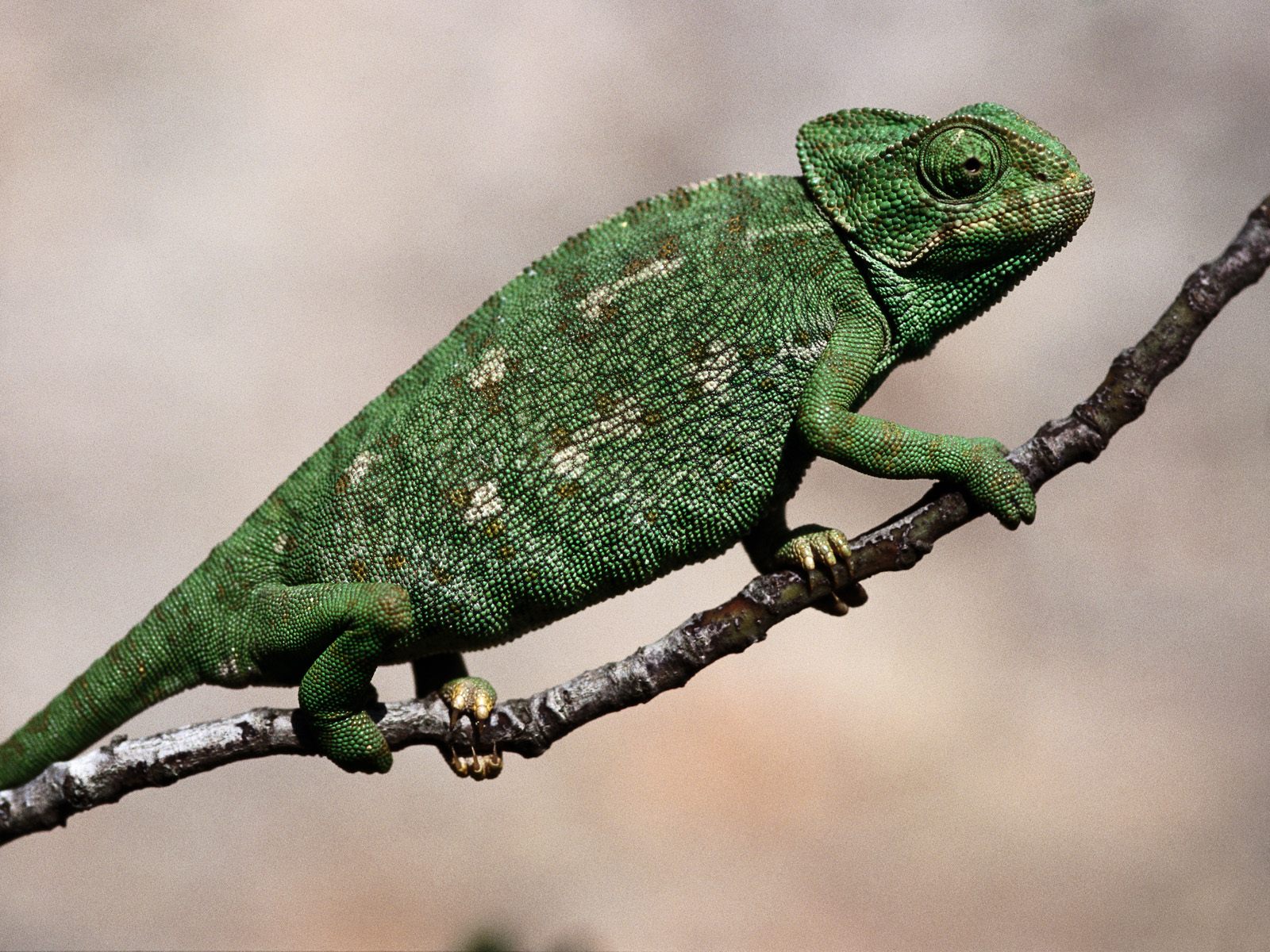 reptiles, animal, chameleon, reptile wallpaper for mobile