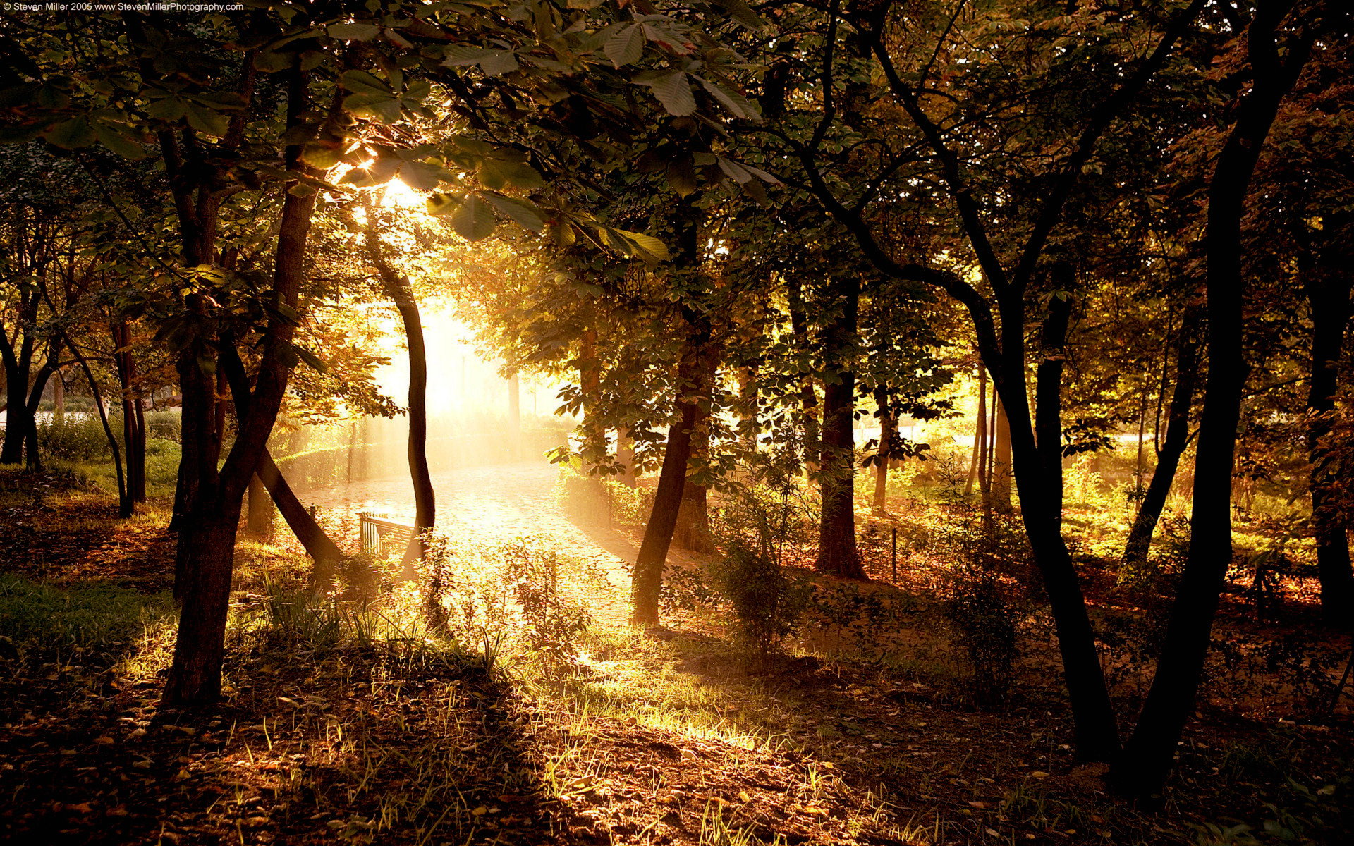1076859 免費下載壁紙 自然, 景致, 森林, 太阳, 阳光, 树 屏保和圖片