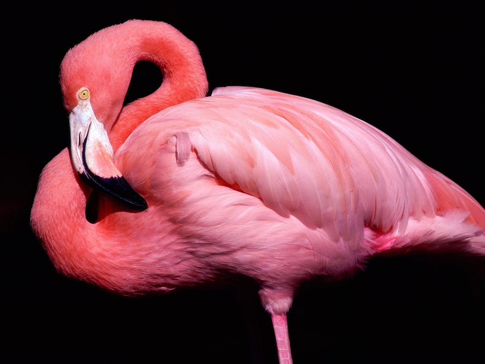 Free download wallpaper Animals, Birds, Flamingo on your PC desktop