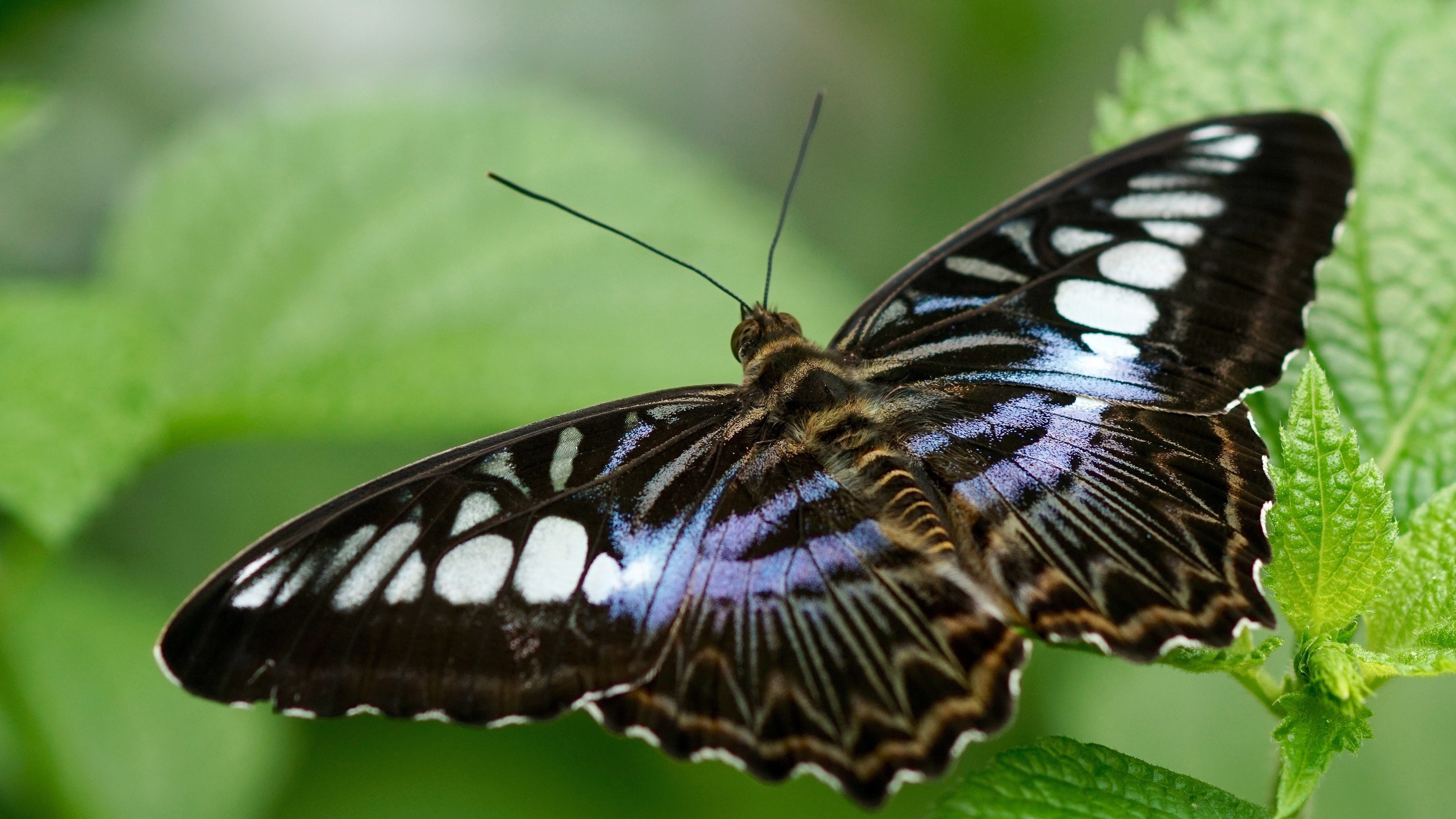 無料モバイル壁紙動物, 蝶, 大きい, 翼, 虫をダウンロードします。