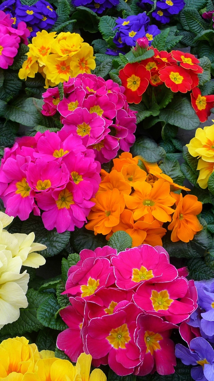 Download mobile wallpaper Flower, Earth, Colors, Primrose, Yellow Flower, White Flower, Red Flower, Pink Flower, Blue Flower for free.