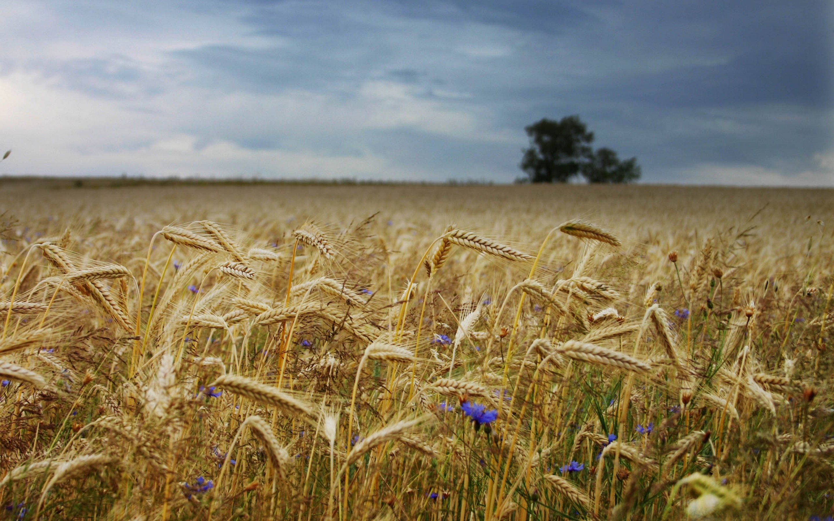 Сон жито. Поле пшеницы. Ржаное поле. Поле с колосьями пшеницы. Поле рожь.