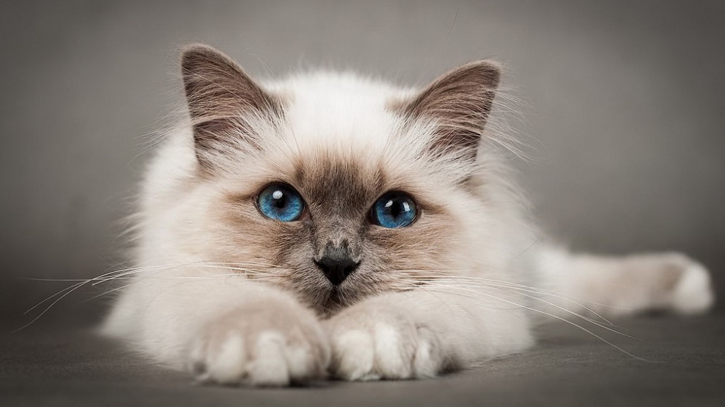 самые красивые кошки в мире картинки