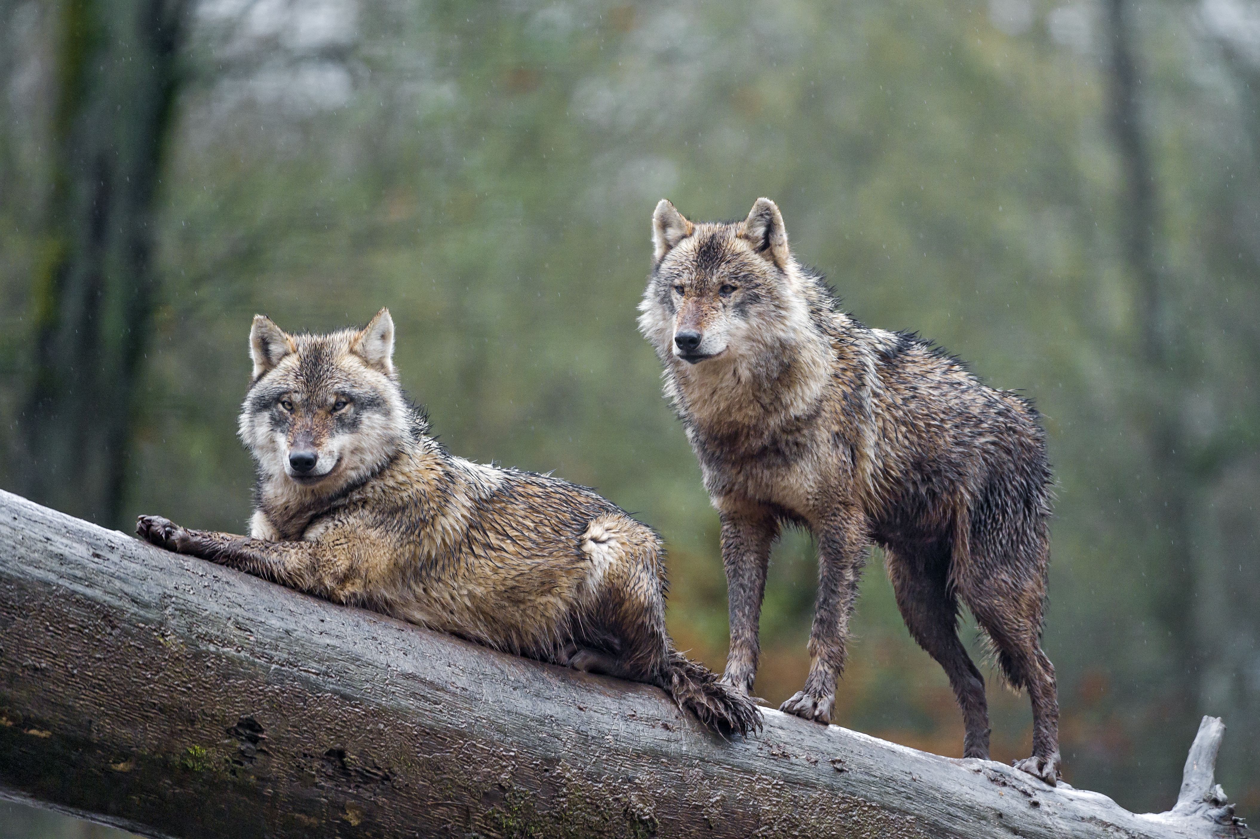 Животные Астраханской области волк