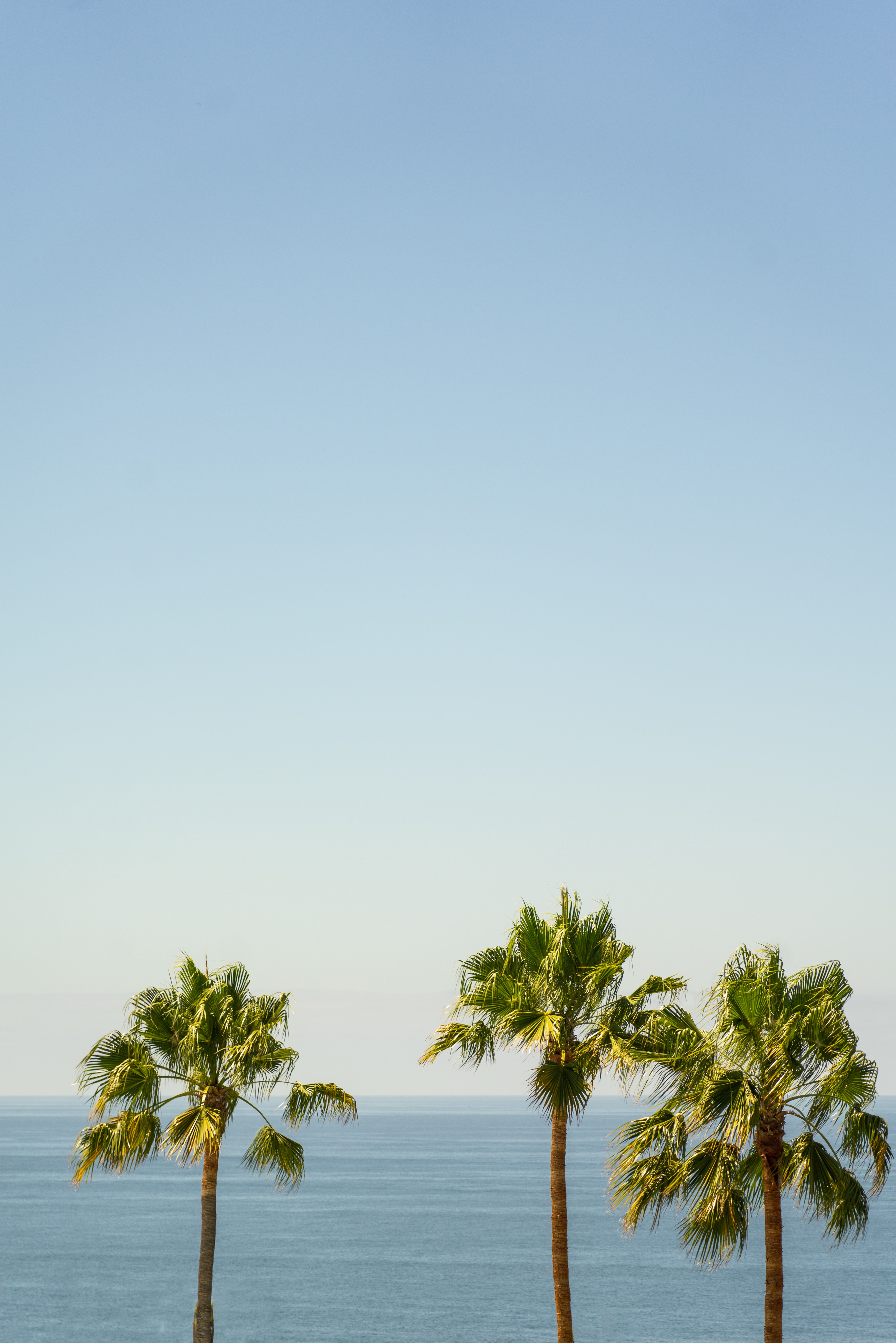  Palms HD Android Wallpapers