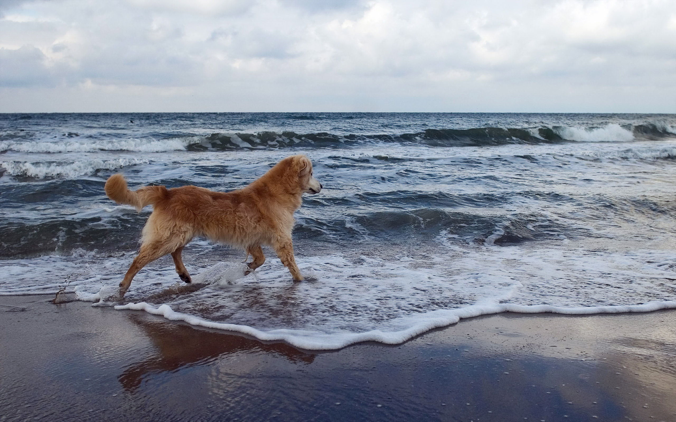 Собака на берегу пляжа