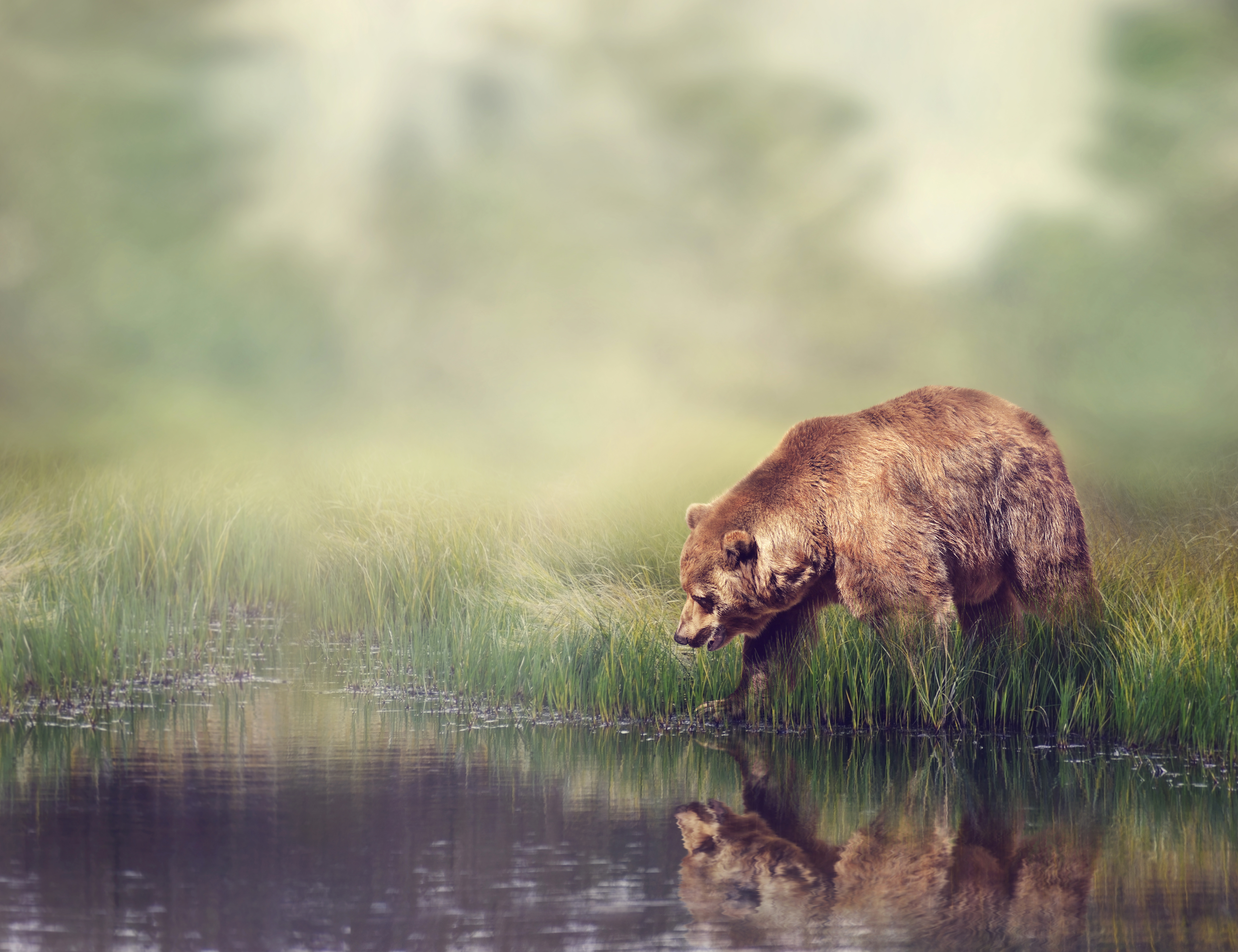 Медведь на фоне природы