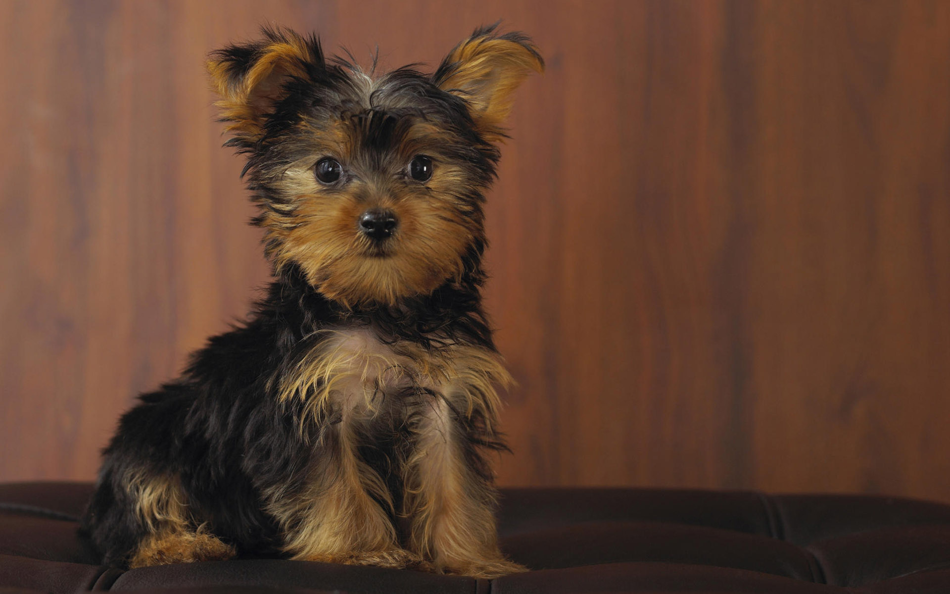 yorkshire terrier, animal, cute, dog, puppy, dogs