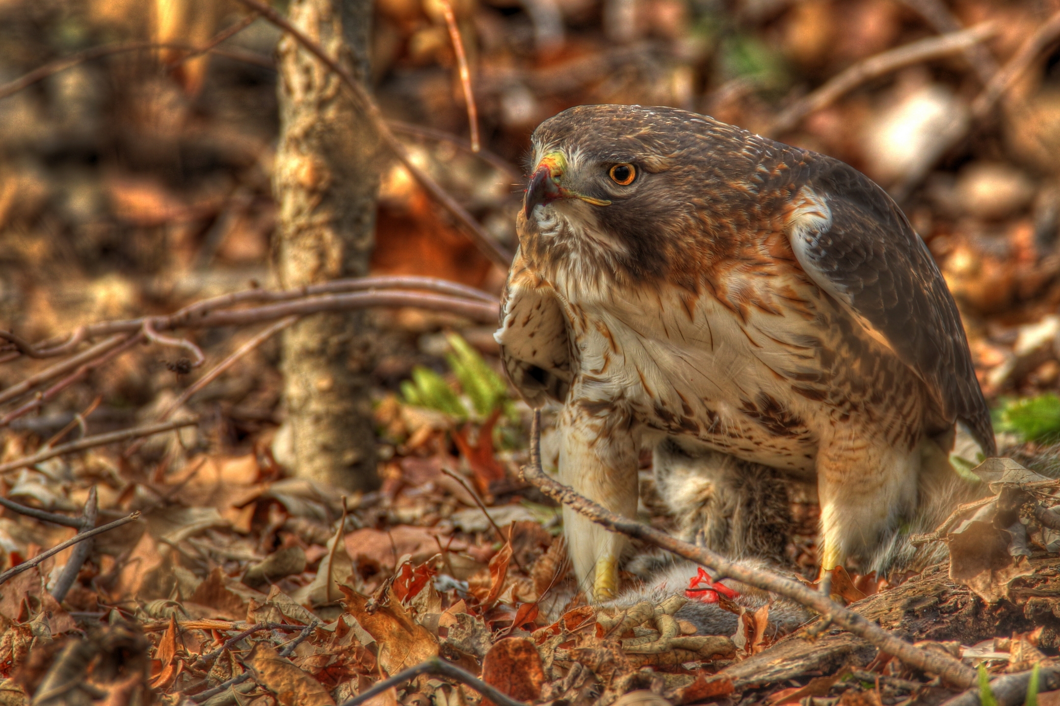 hdr, animals, leaves, predator, hawk, red tailed buzzard, red tailed saric Full HD