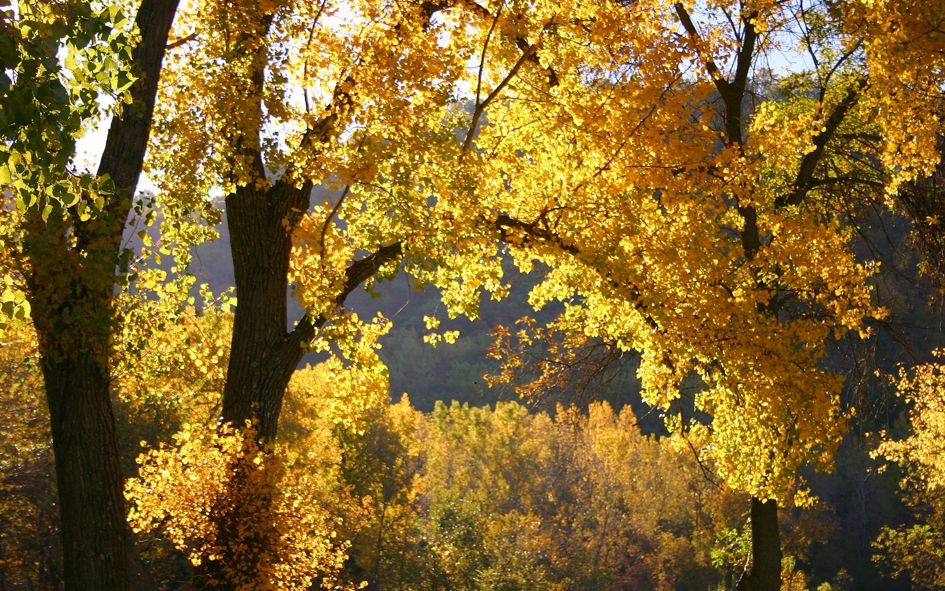 Download mobile wallpaper Trees, Landscape, Autumn for free.