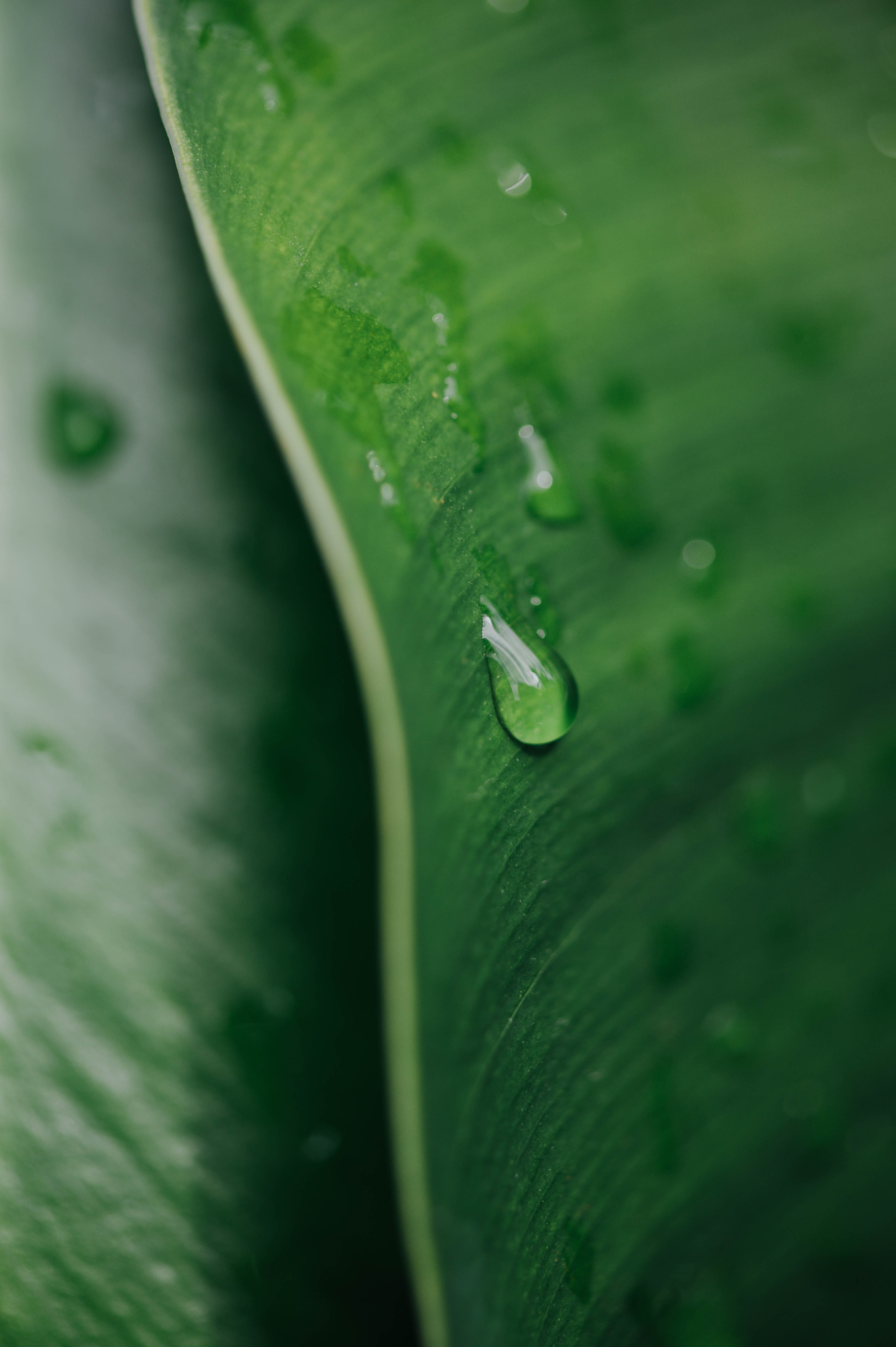 drop, green, macro, sheet, leaf