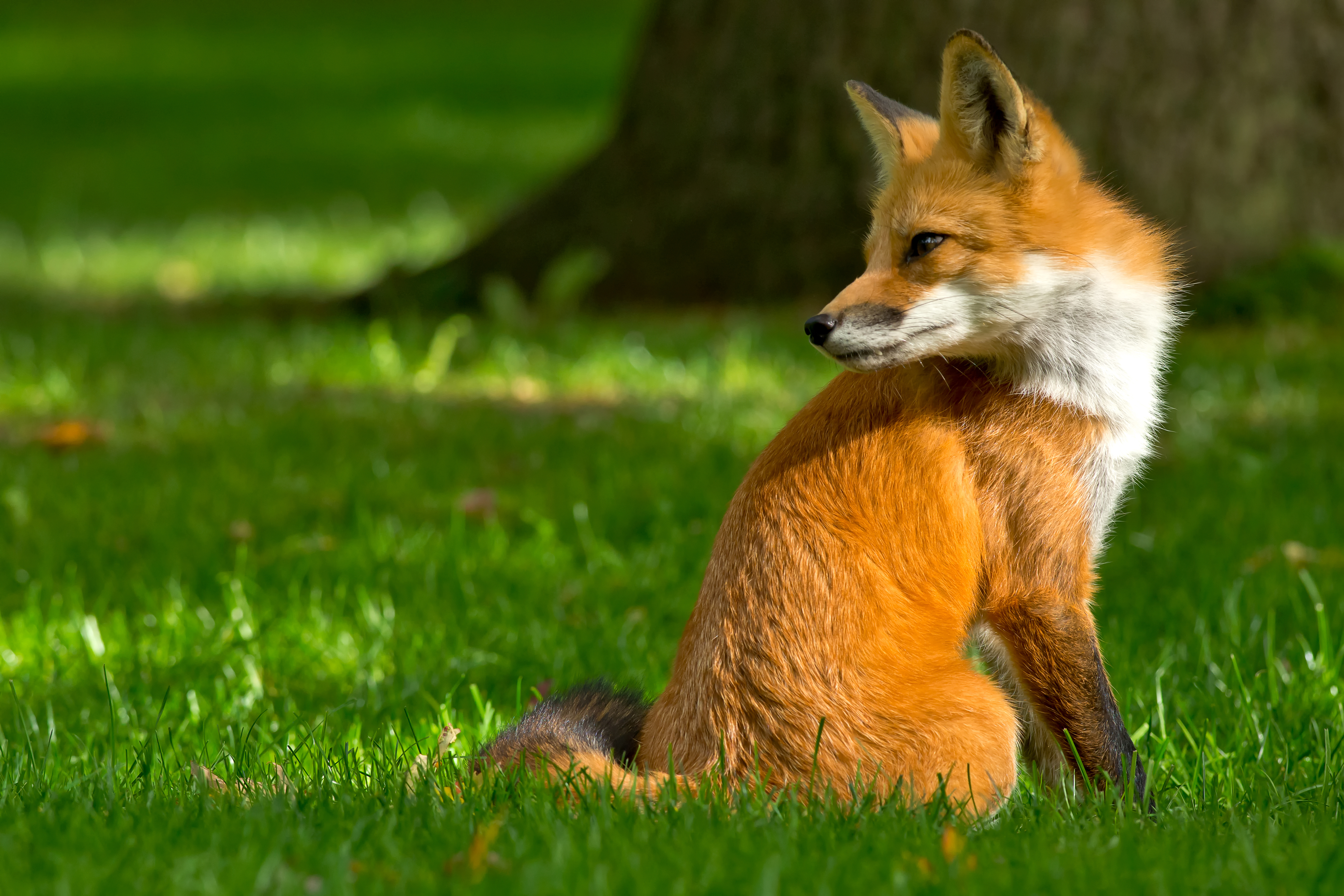 Million fox. Обыкновенная лисица (рыжая лисица). Лиса обои. Лиса летом. Лето животные.