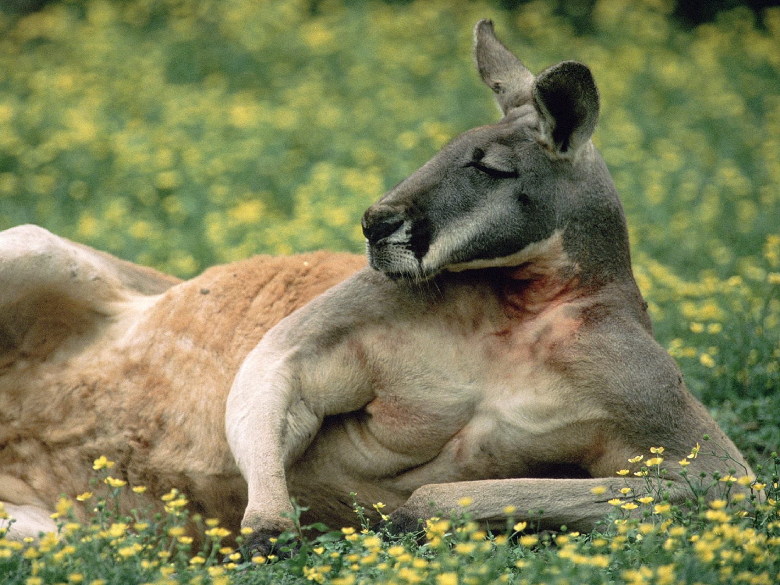 kangaroo, animal phone background