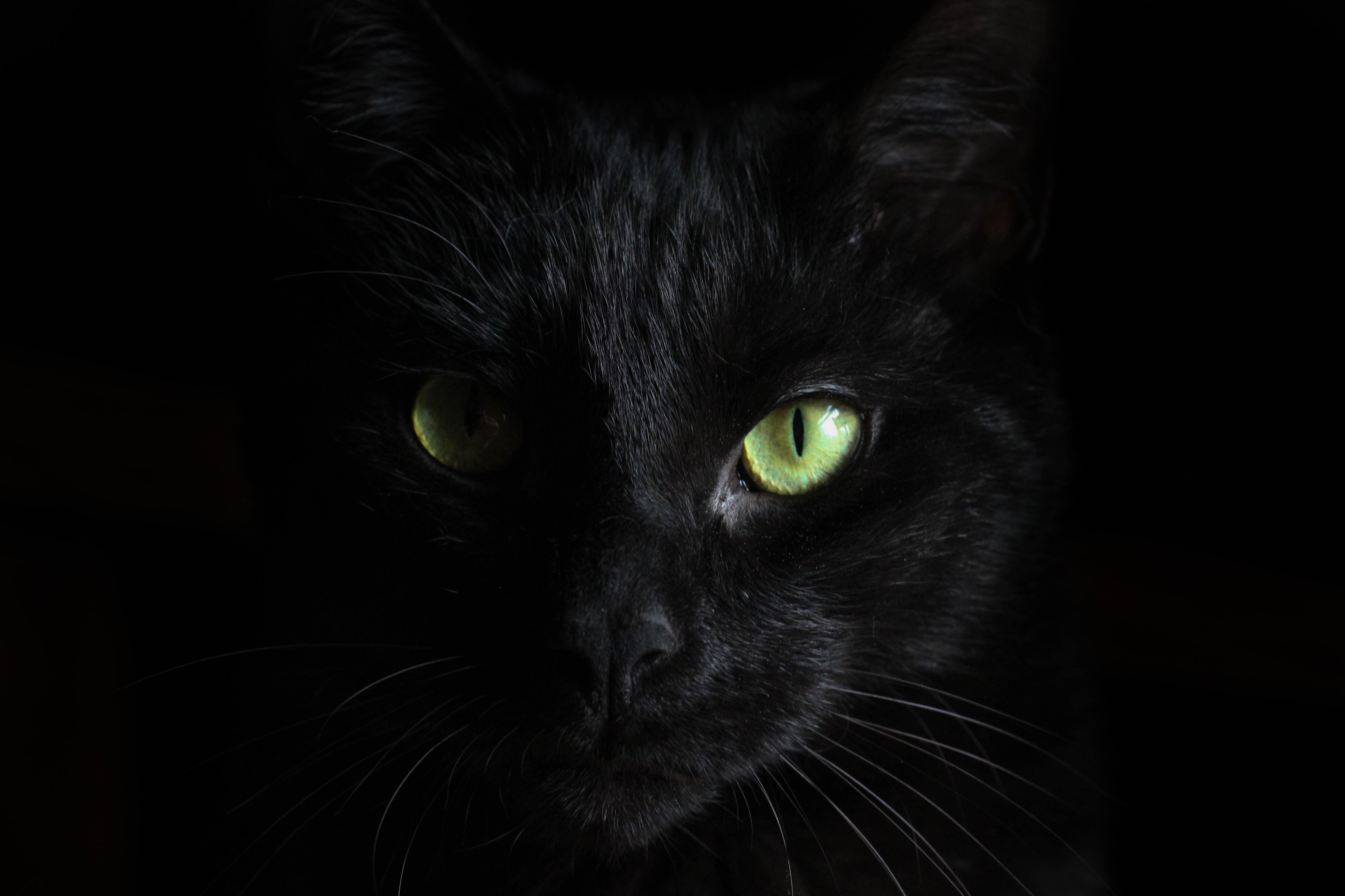 129478 завантажити шпалери чорна кішка, чорний кіт, заява, морда, тварини, погляд - заставки і картинки безкоштовно