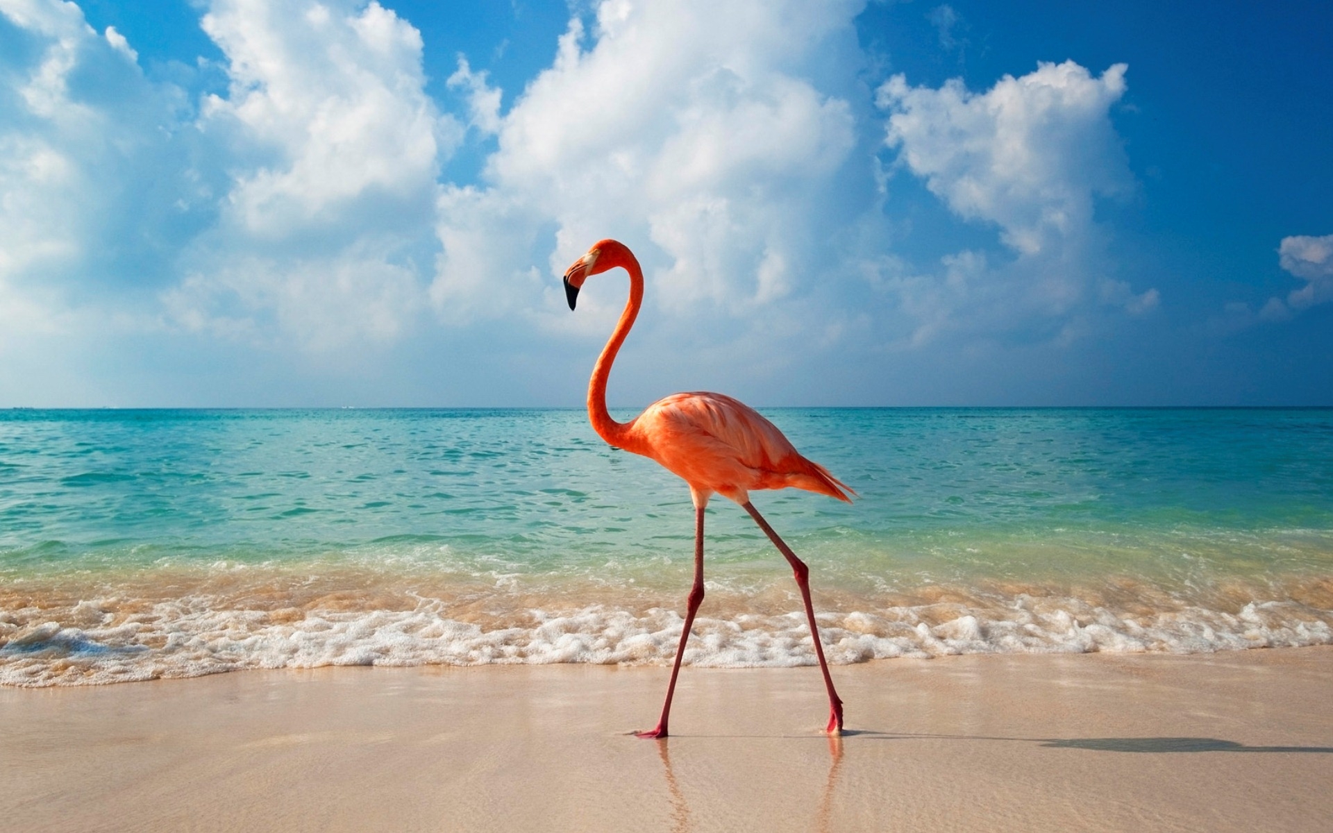 birds, flamingo, horizon, animal, beach, bird, ocean HD wallpaper