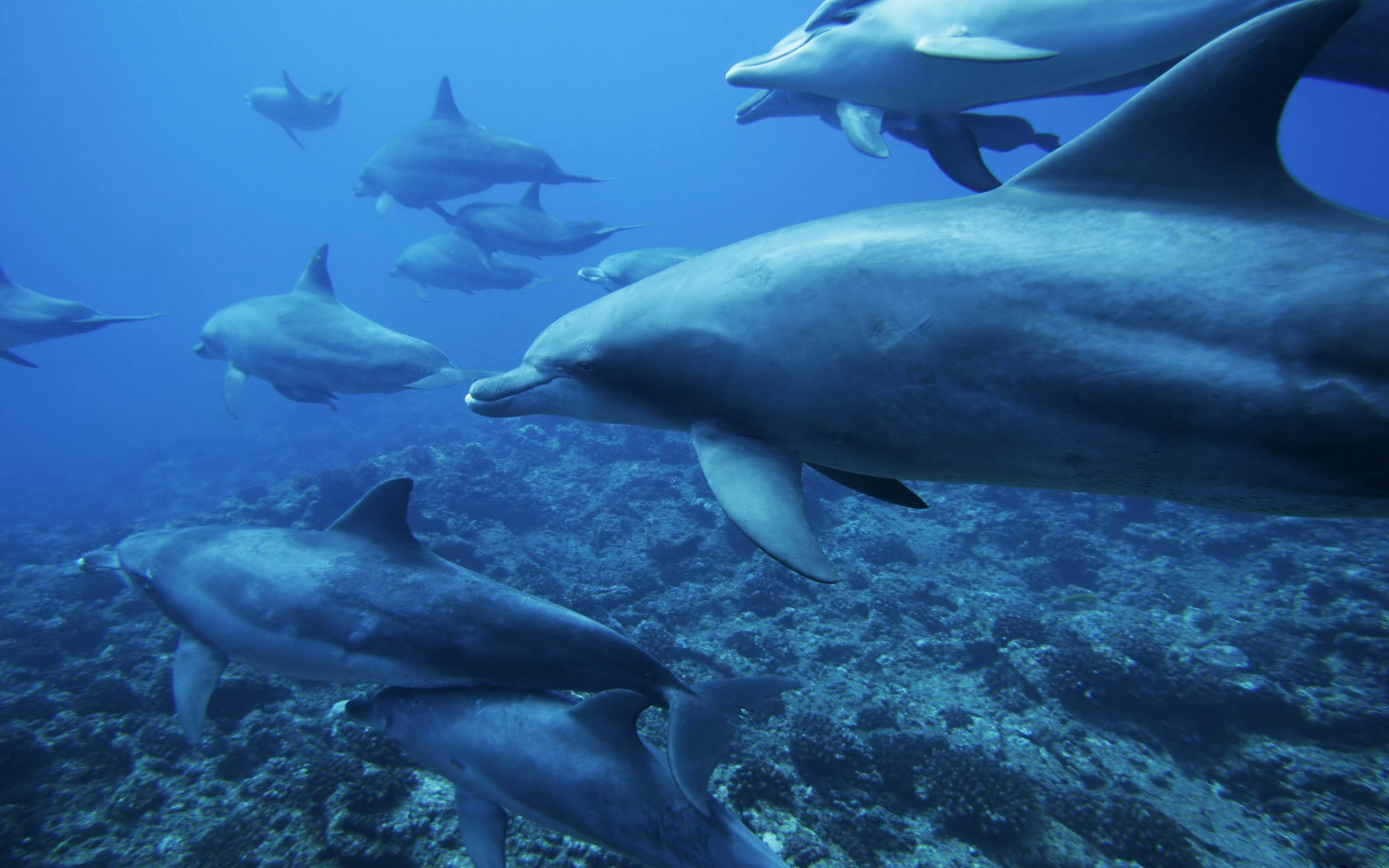 Дельфины живут лет. Дельфины в море. Стая дельфинов. Подводные животные. Обитатели морей и океанов.