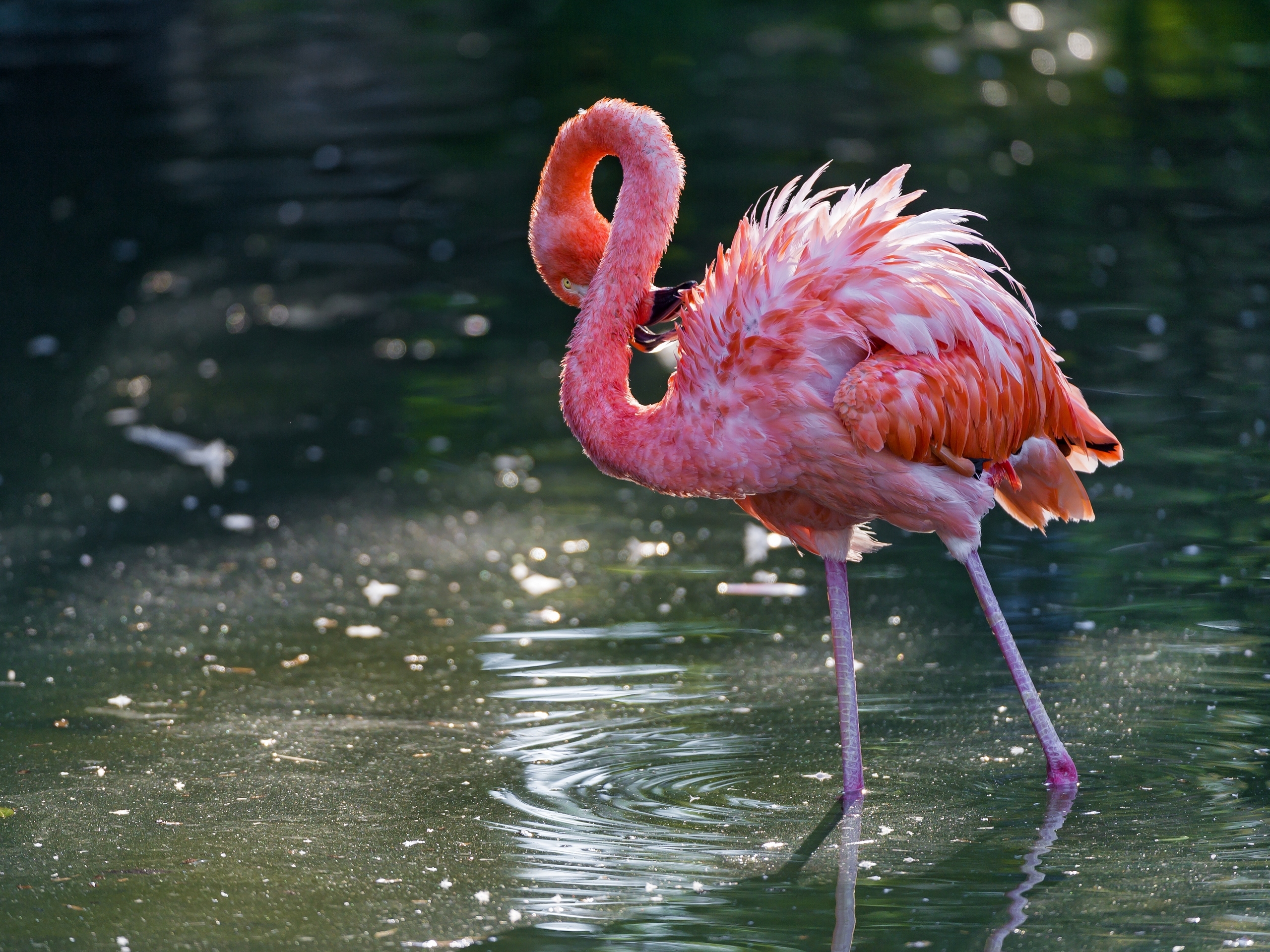 flamingo, animal, bird, water, birds lock screen backgrounds