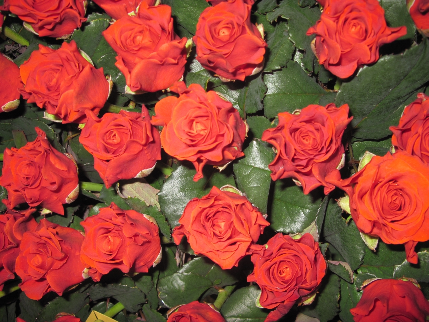 plants, flowers, roses, red Panoramic Wallpaper
