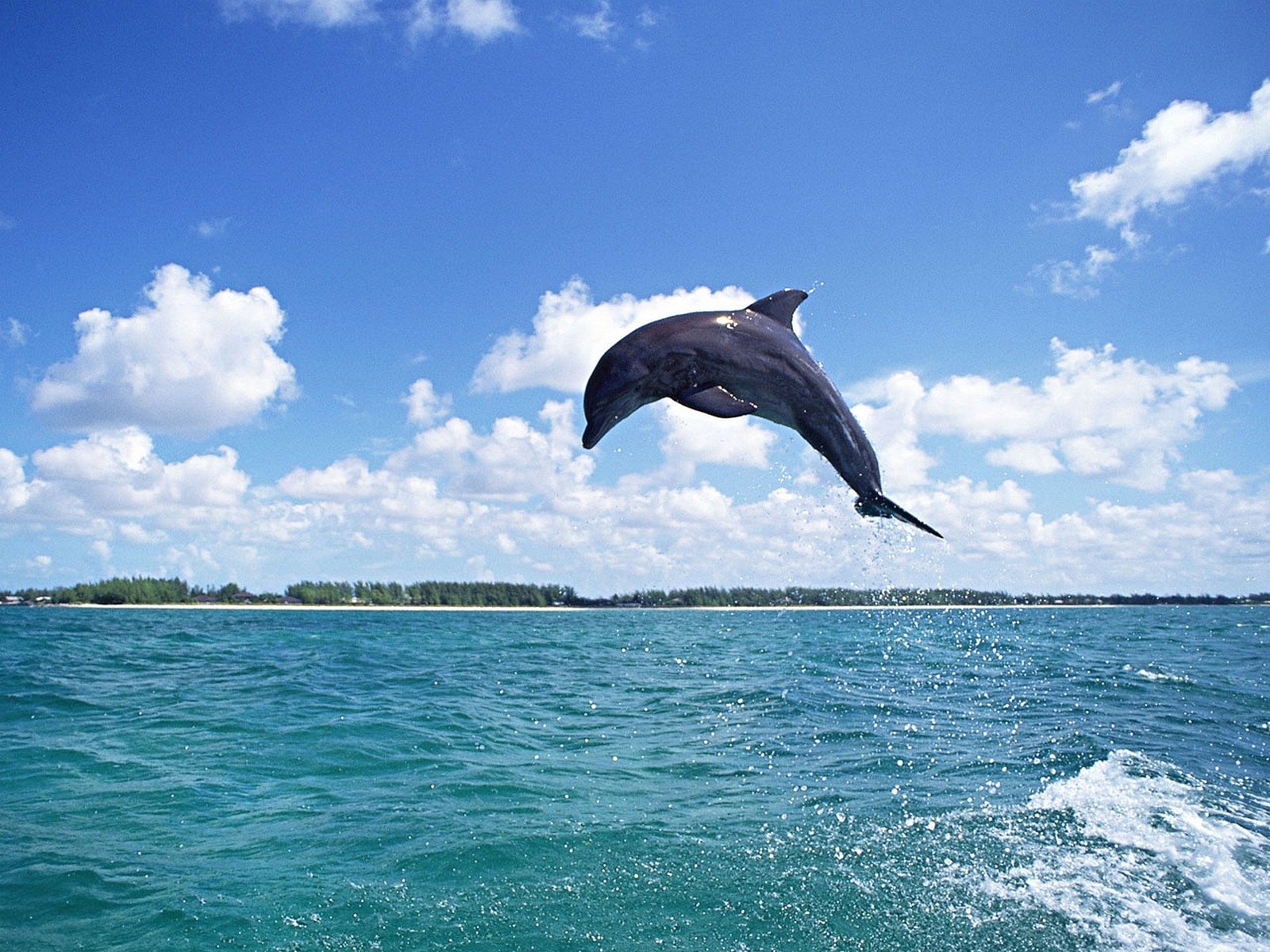 54 Hintergrundbild herunterladen tiere, delfine, blau, sky, wasser, fische - Bildschirmschoner und Bilder kostenlos