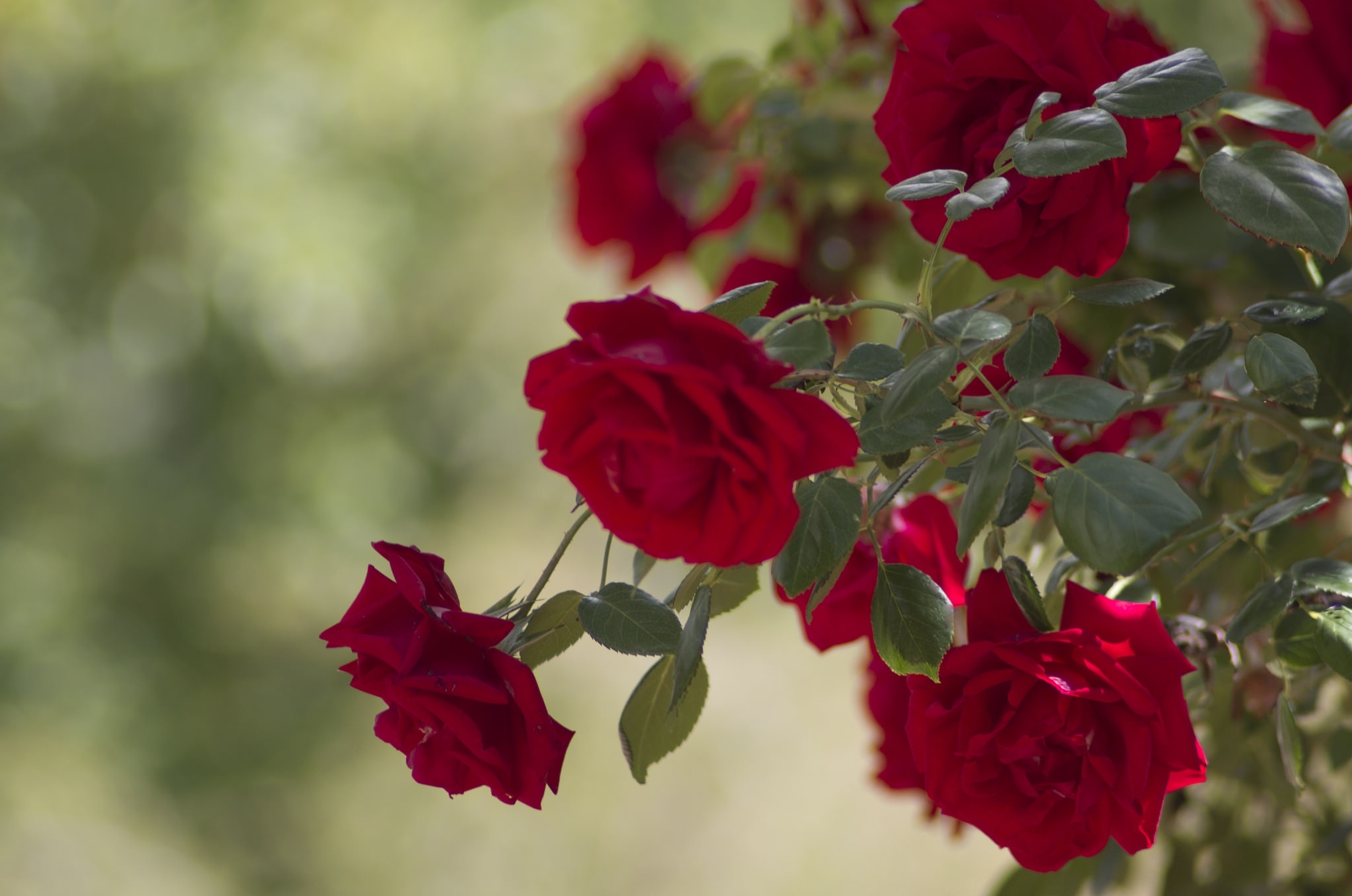 Завантажити шпалери безкоштовно Роза, Кущ, Троянда, Бутони, Бутонів, Квіти картинка на робочий стіл ПК