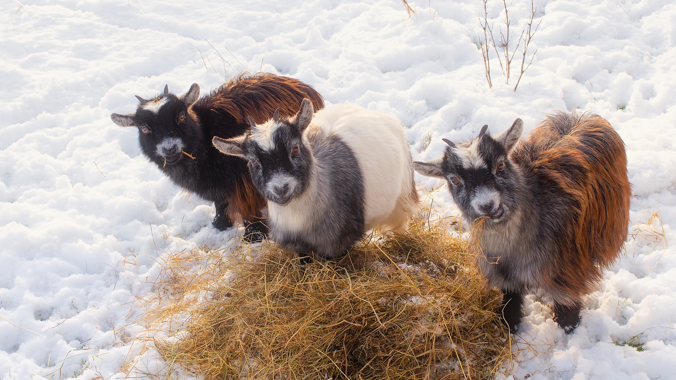 animal, goat, baby animal, pygmy goat, snow