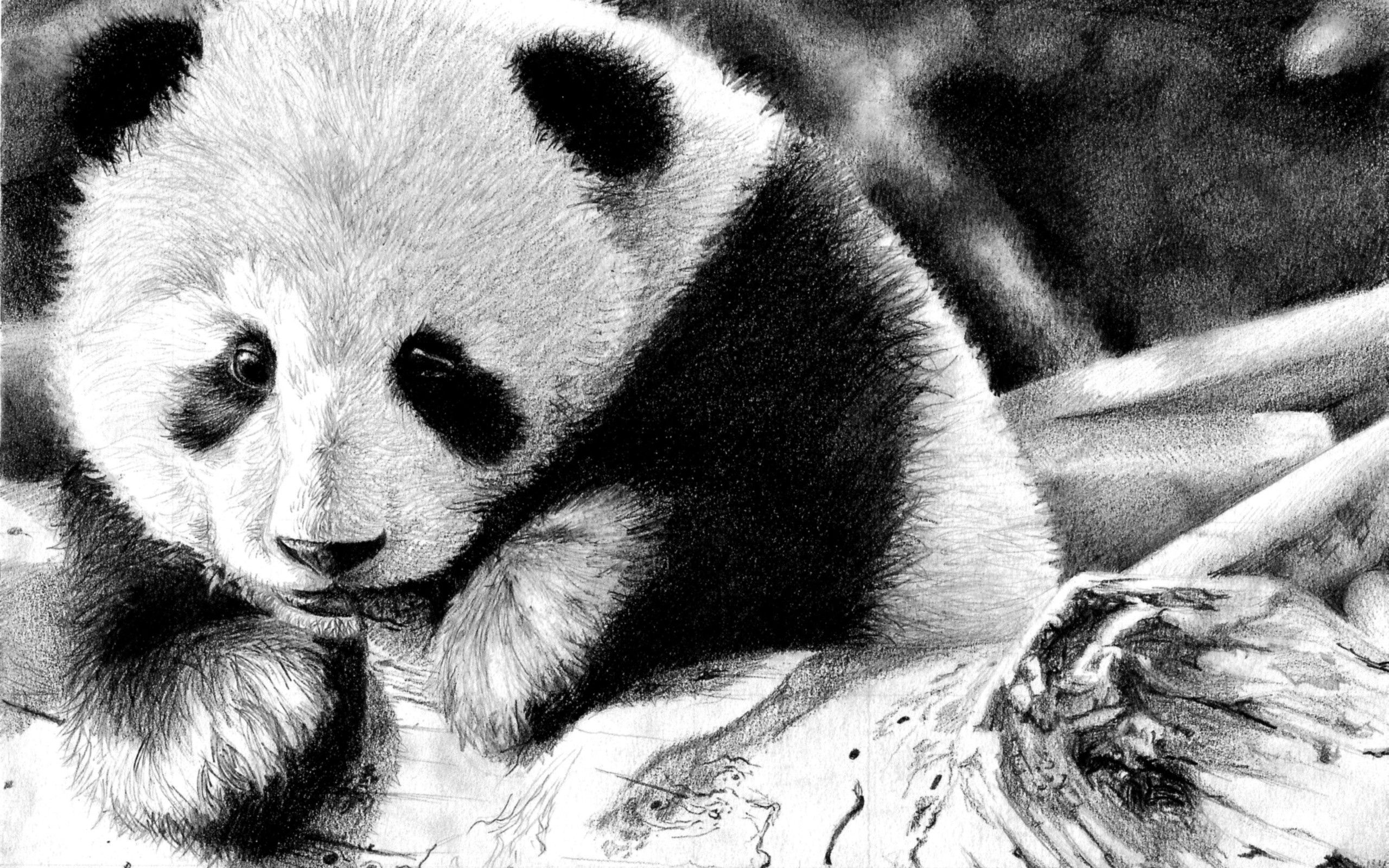 Download PC Wallpaper panda, animals, muzzle, color, bw, chb