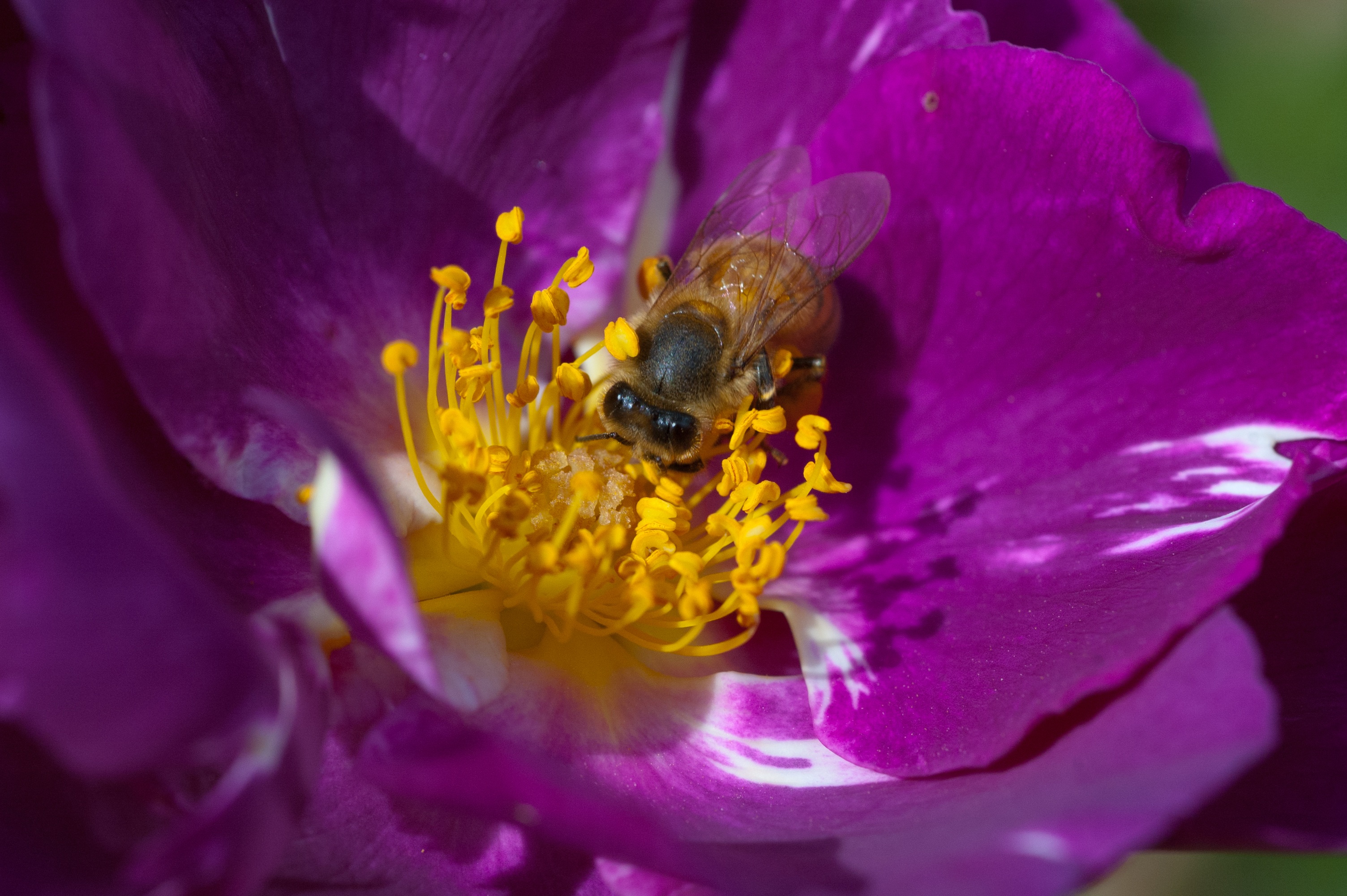 128332 baixar papel de parede flor, macro, abelha, polinização - protetores de tela e imagens gratuitamente