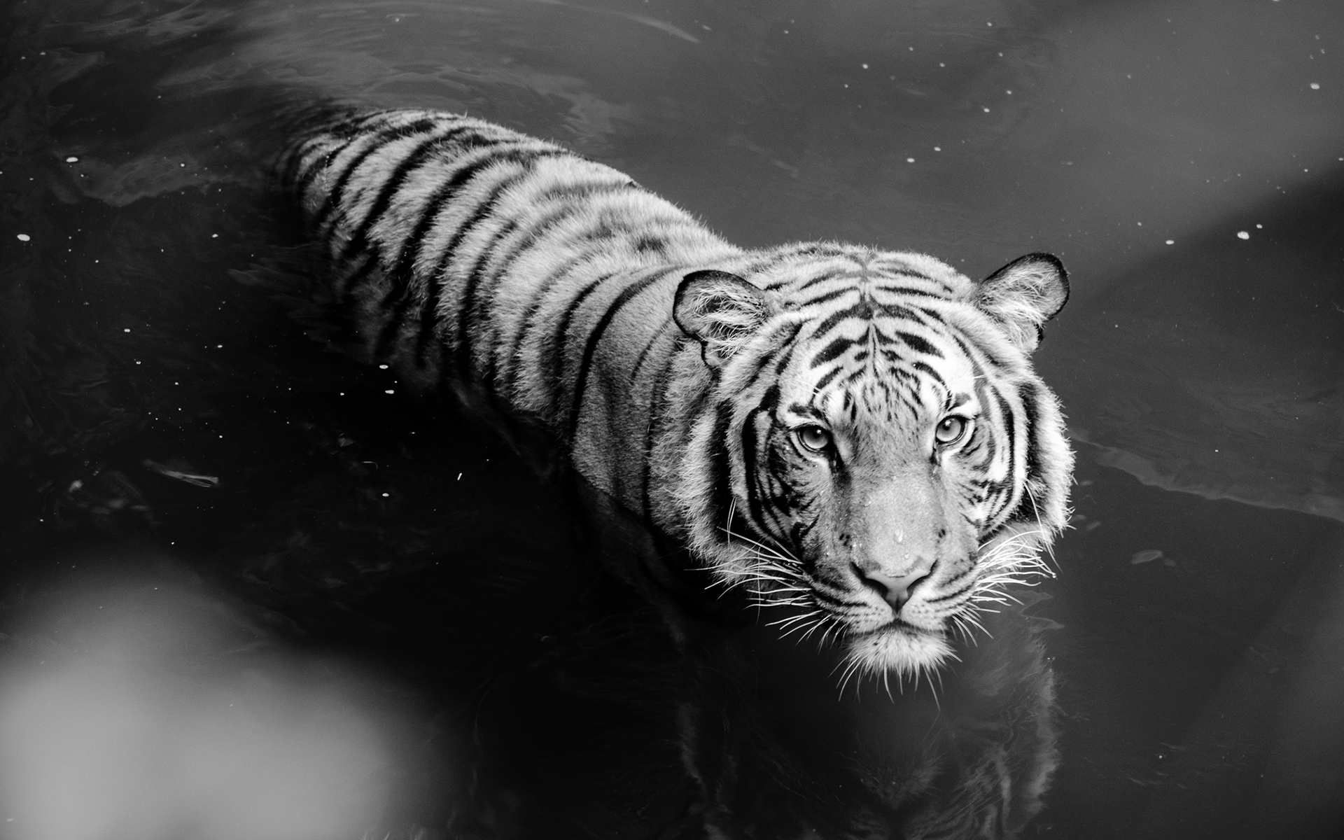 animal, white tiger, cats phone wallpaper