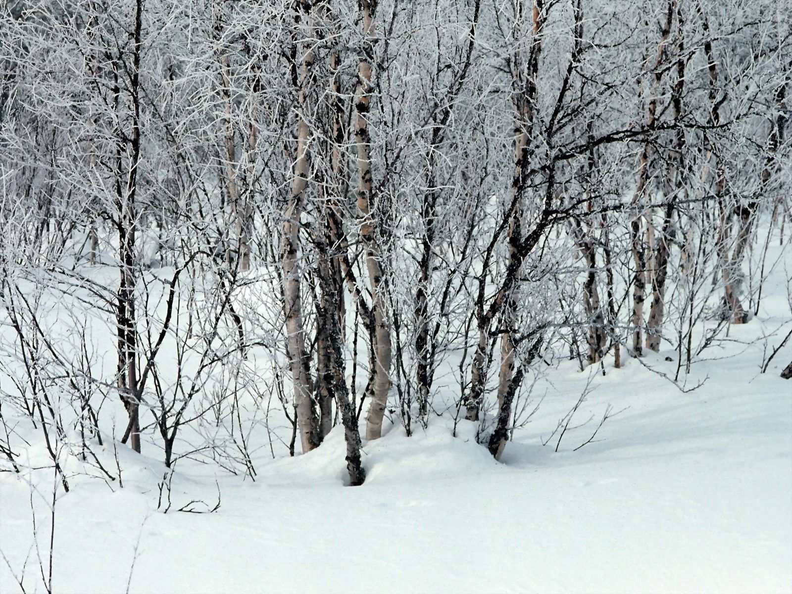winter, nature, trees, snow, white, branches, drifts