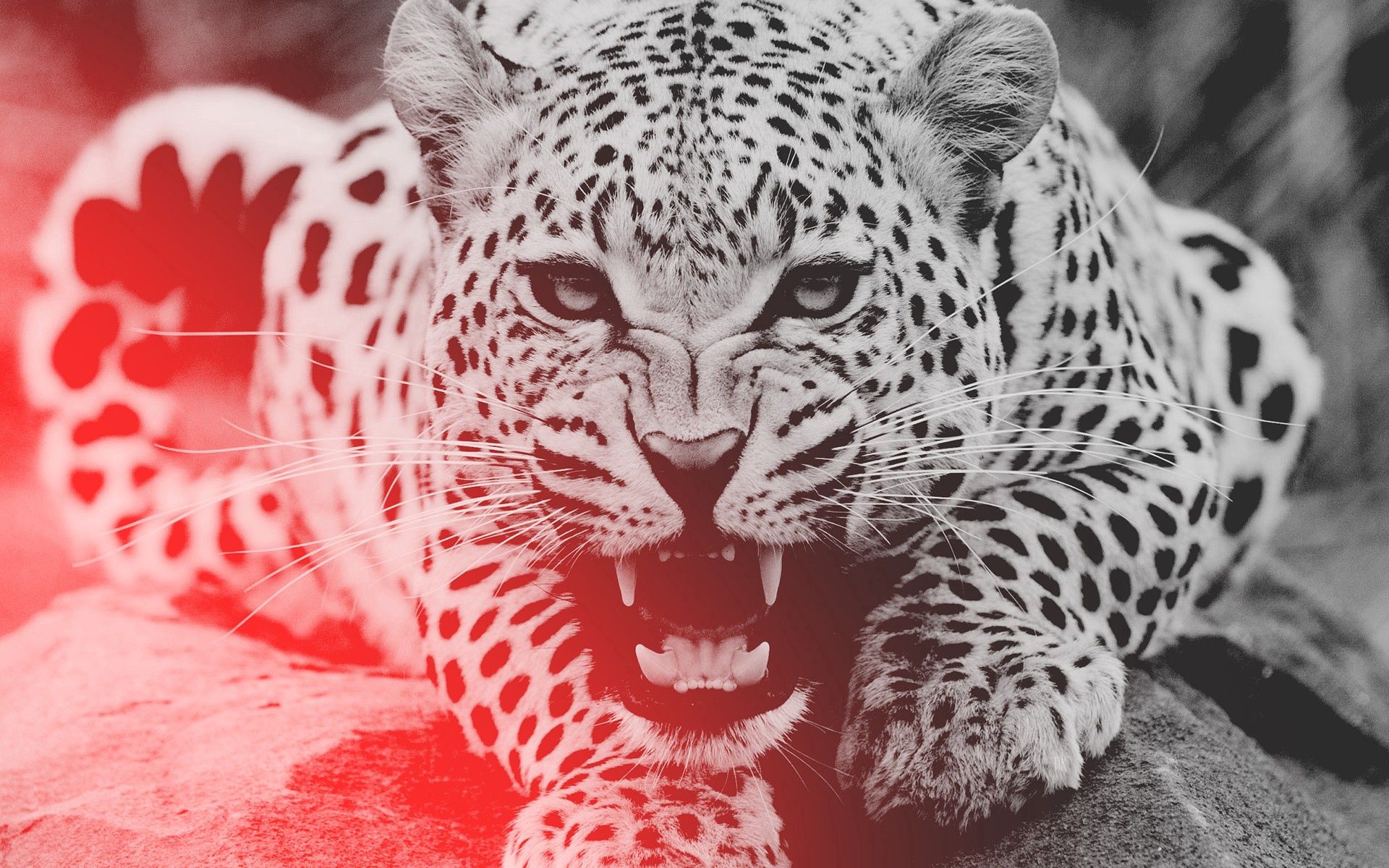 138297 baixar imagens animais, leopardo, agressão, sorriso, focinho - papéis de parede e protetores de tela gratuitamente