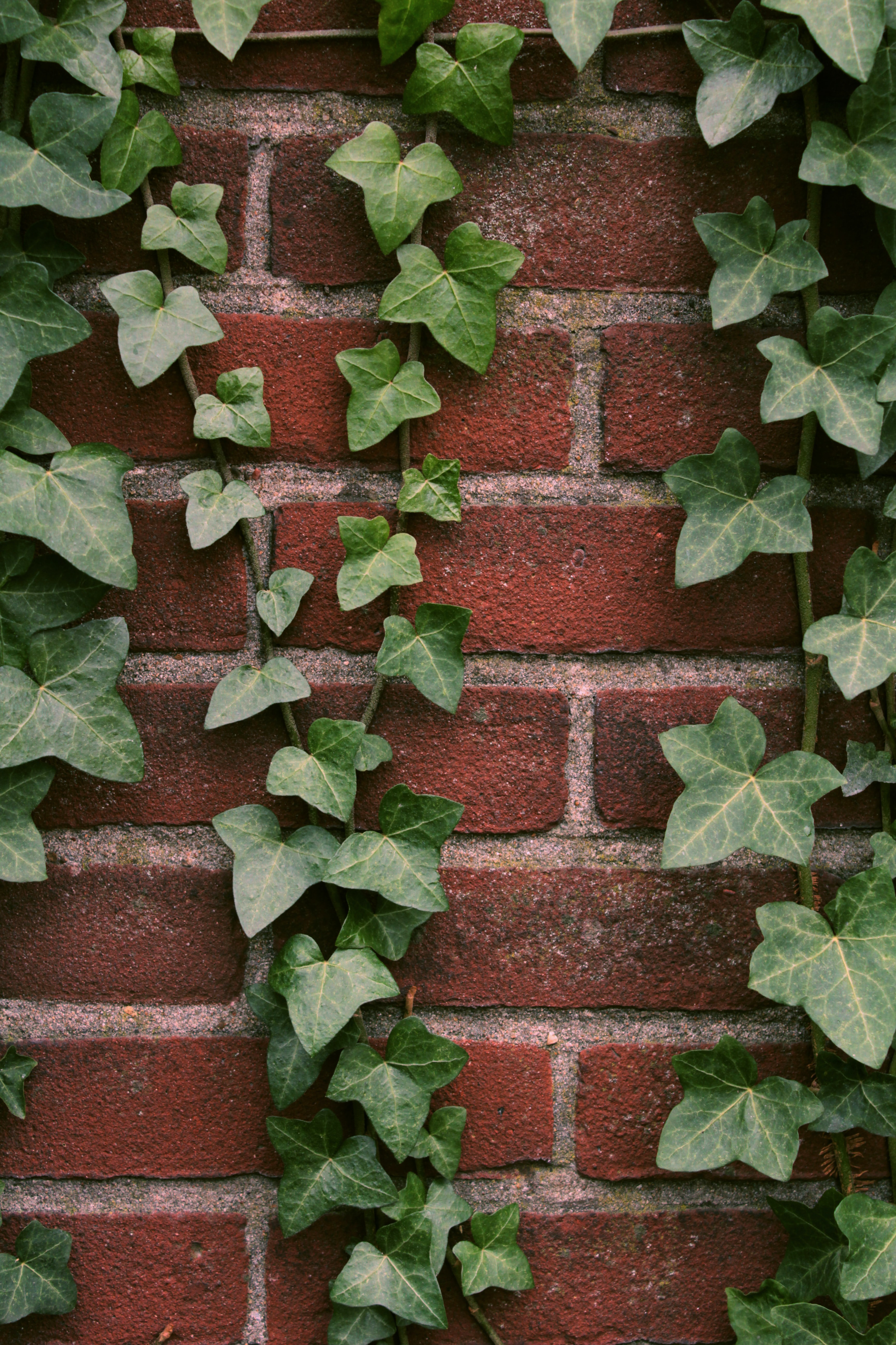 Download mobile wallpaper Miscellanea, Miscellaneous, Ivy, Plant, Wall, Brick for free.