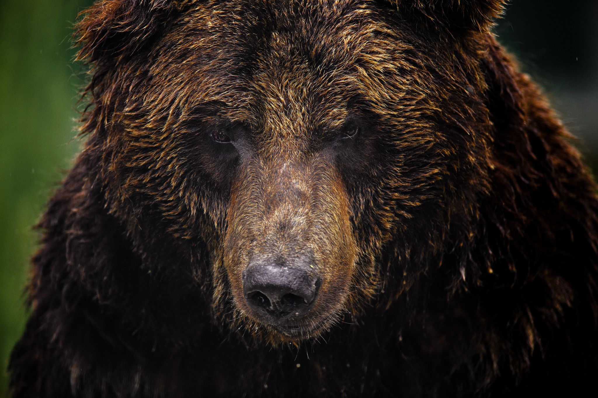 grizzly bear, animal, close up, face, bears Free Stock Photo