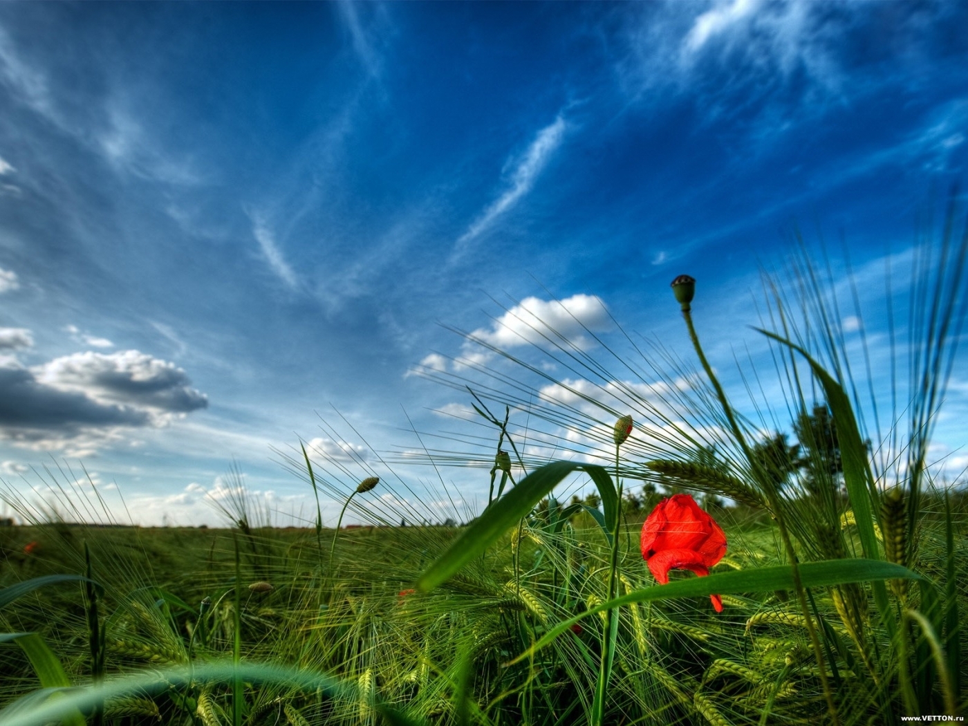 Download mobile wallpaper Clouds, Plants, Landscape, Sky, Fields for free.