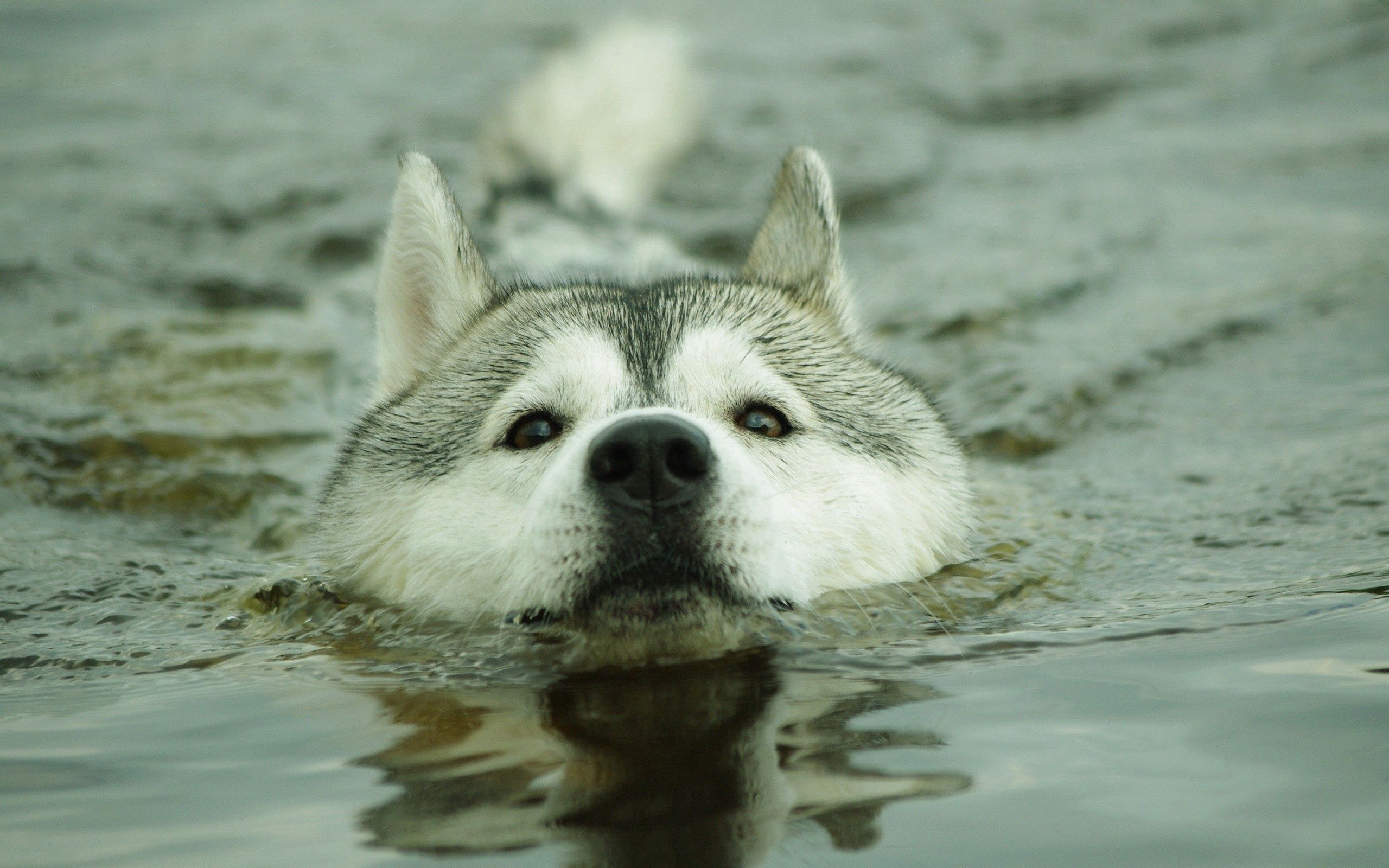 Download mobile wallpaper Animals, Muzzle, Dog, Water for free.
