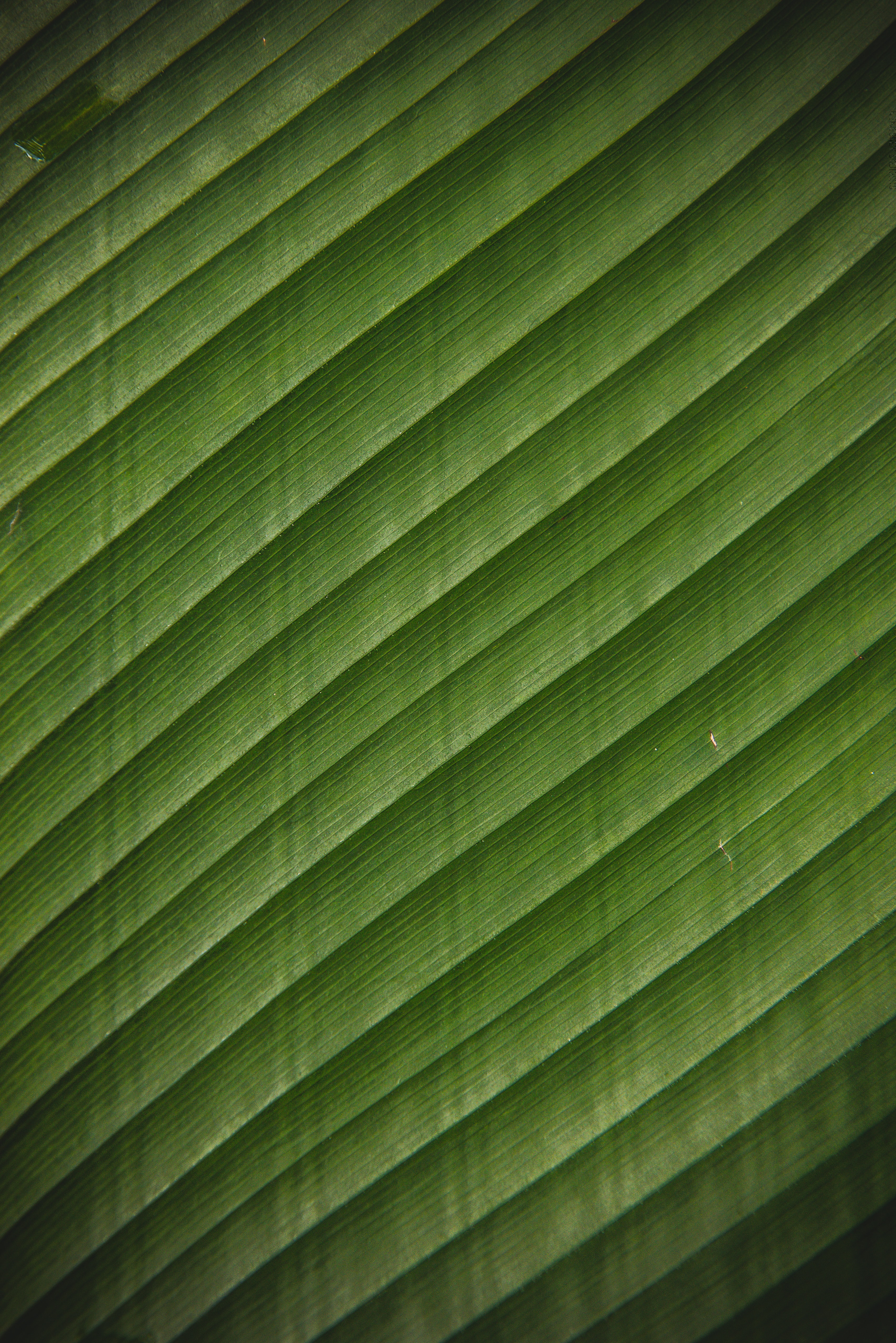 Free download wallpaper Tropical, Sheet, Leaf, Streaks, Stripes, Texture, Textures, Surface on your PC desktop