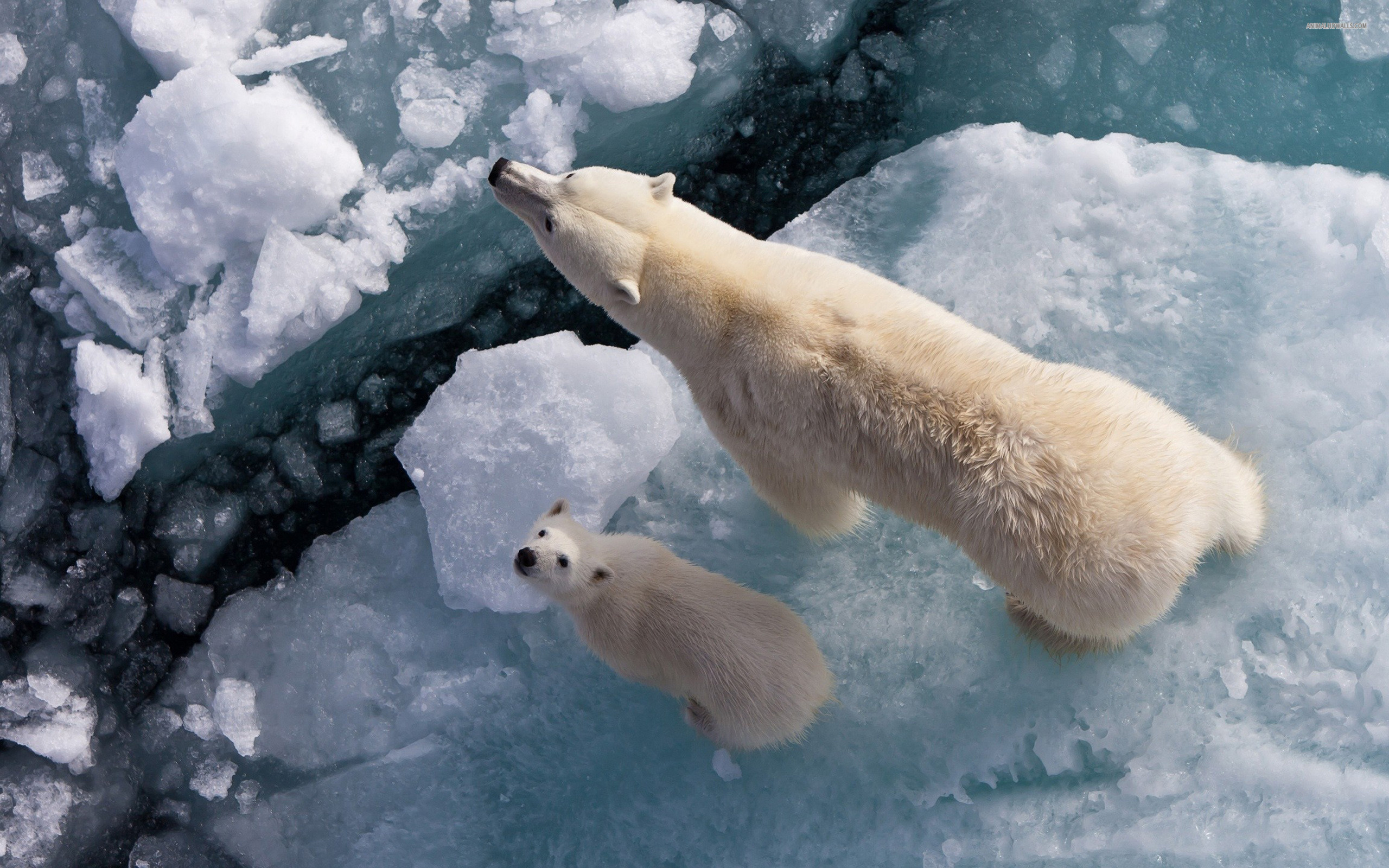 animal, polar bear, bears QHD
