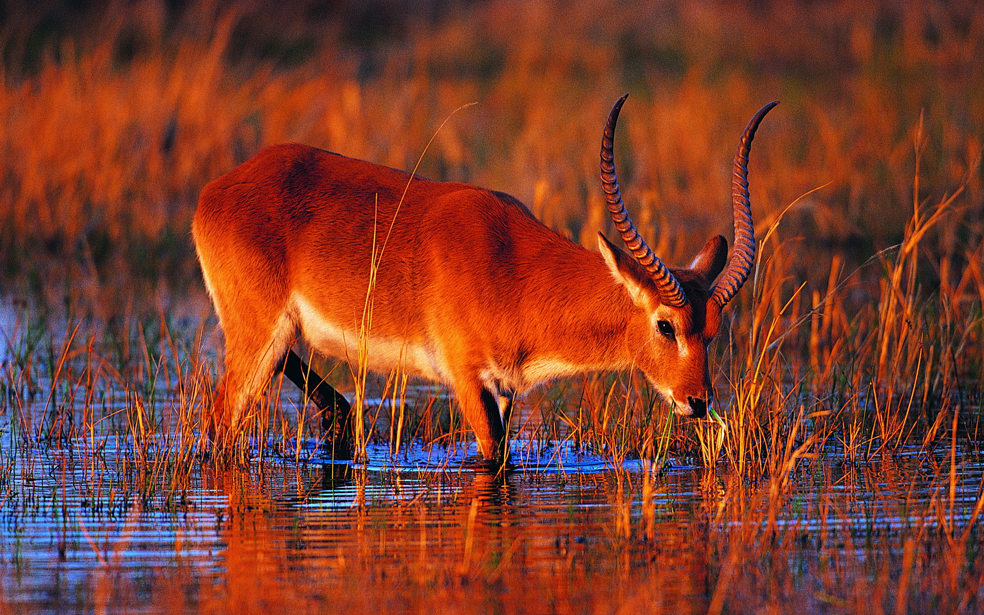 583757 Hintergrundbild herunterladen tiere, antilope, letschwe - Bildschirmschoner und Bilder kostenlos