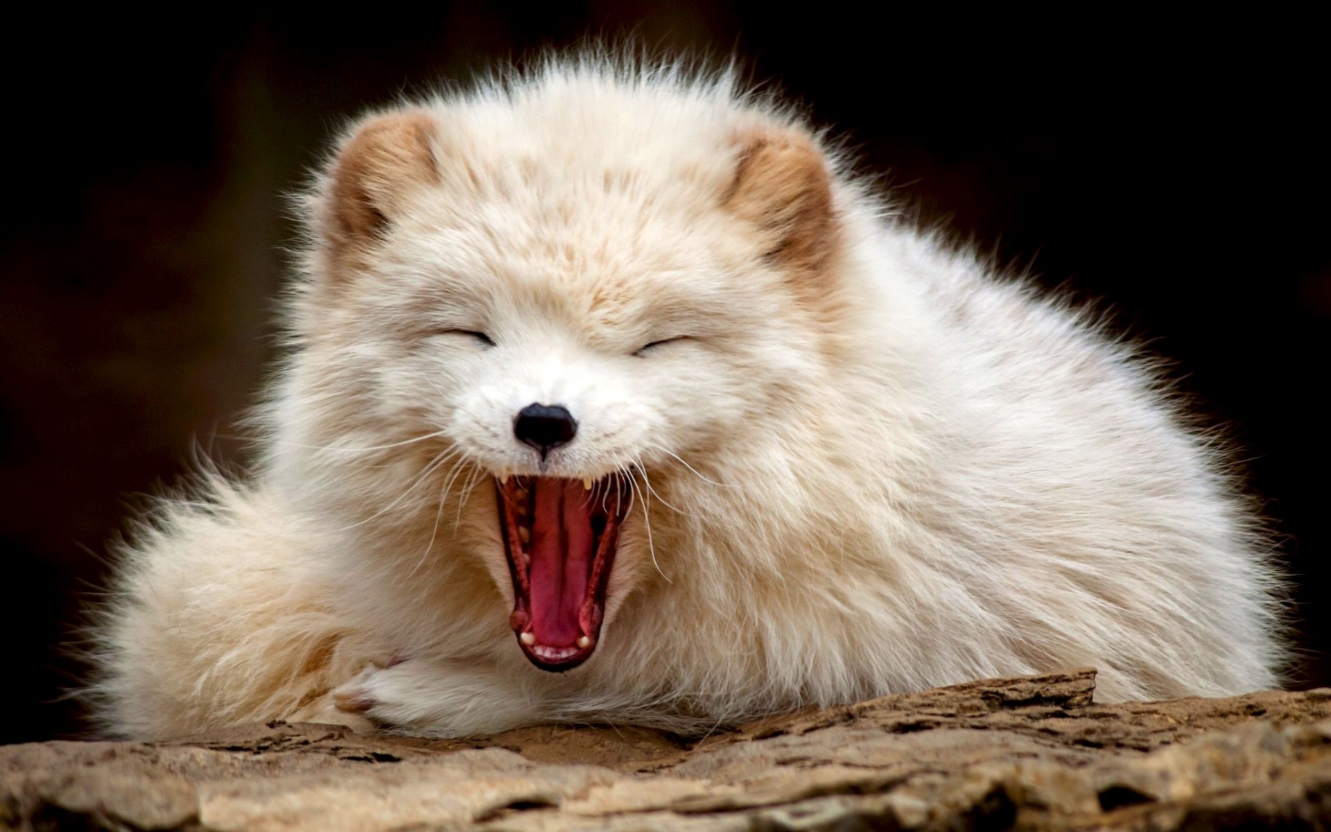 免费下载动物, 北极狐手机壁纸。