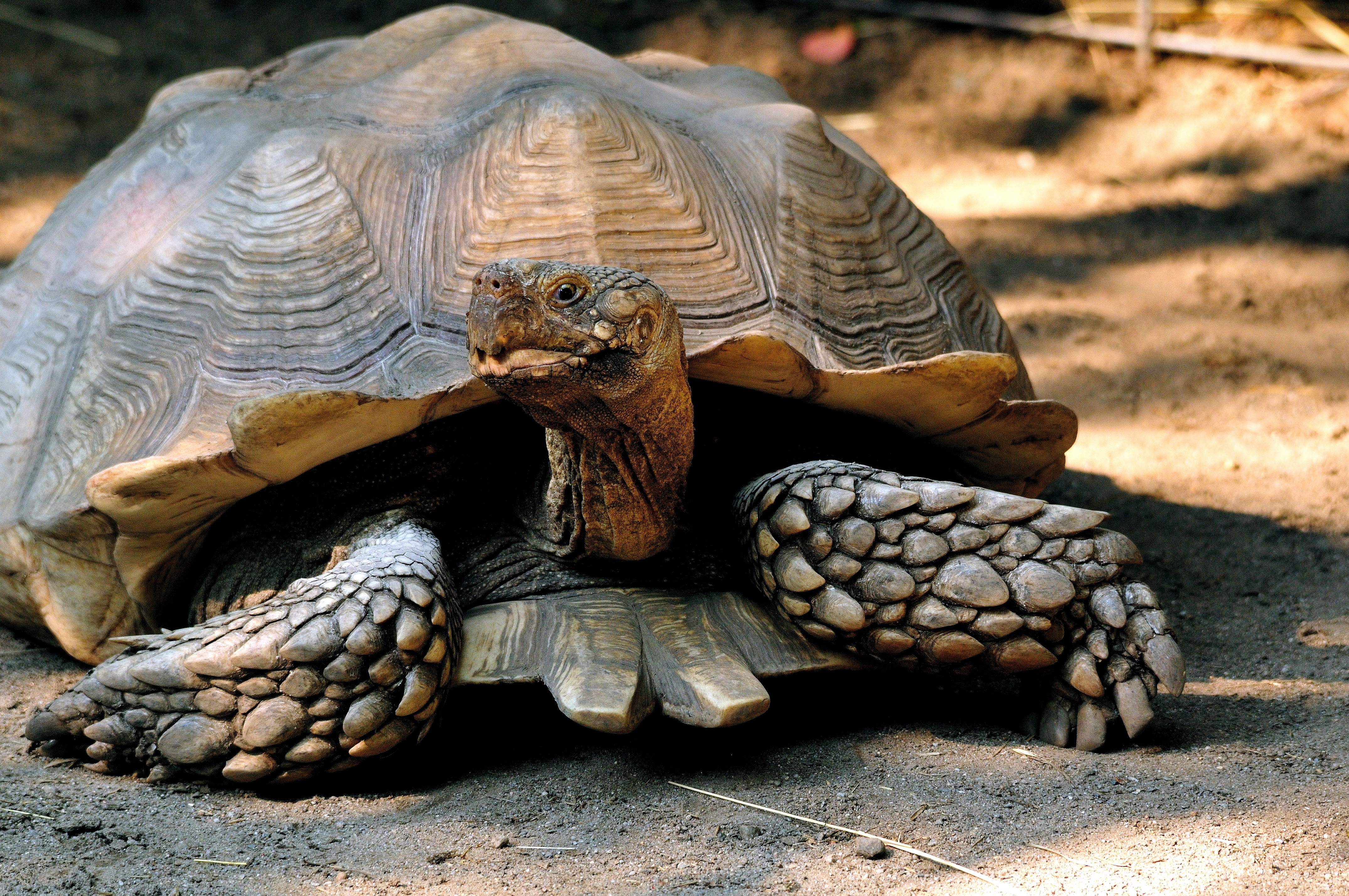 animal, tortoise, turtles Free Stock Photo