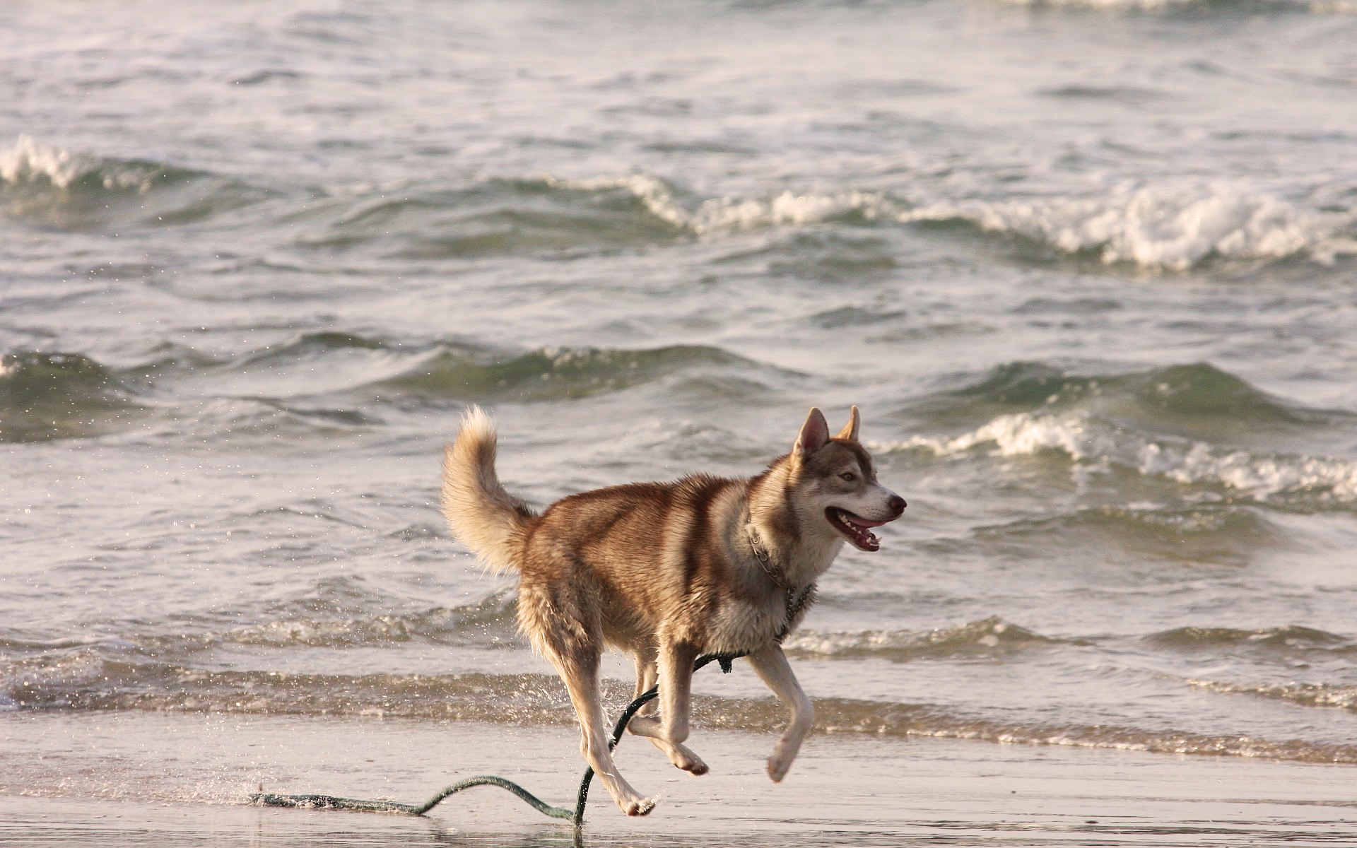 Собака бежит в море