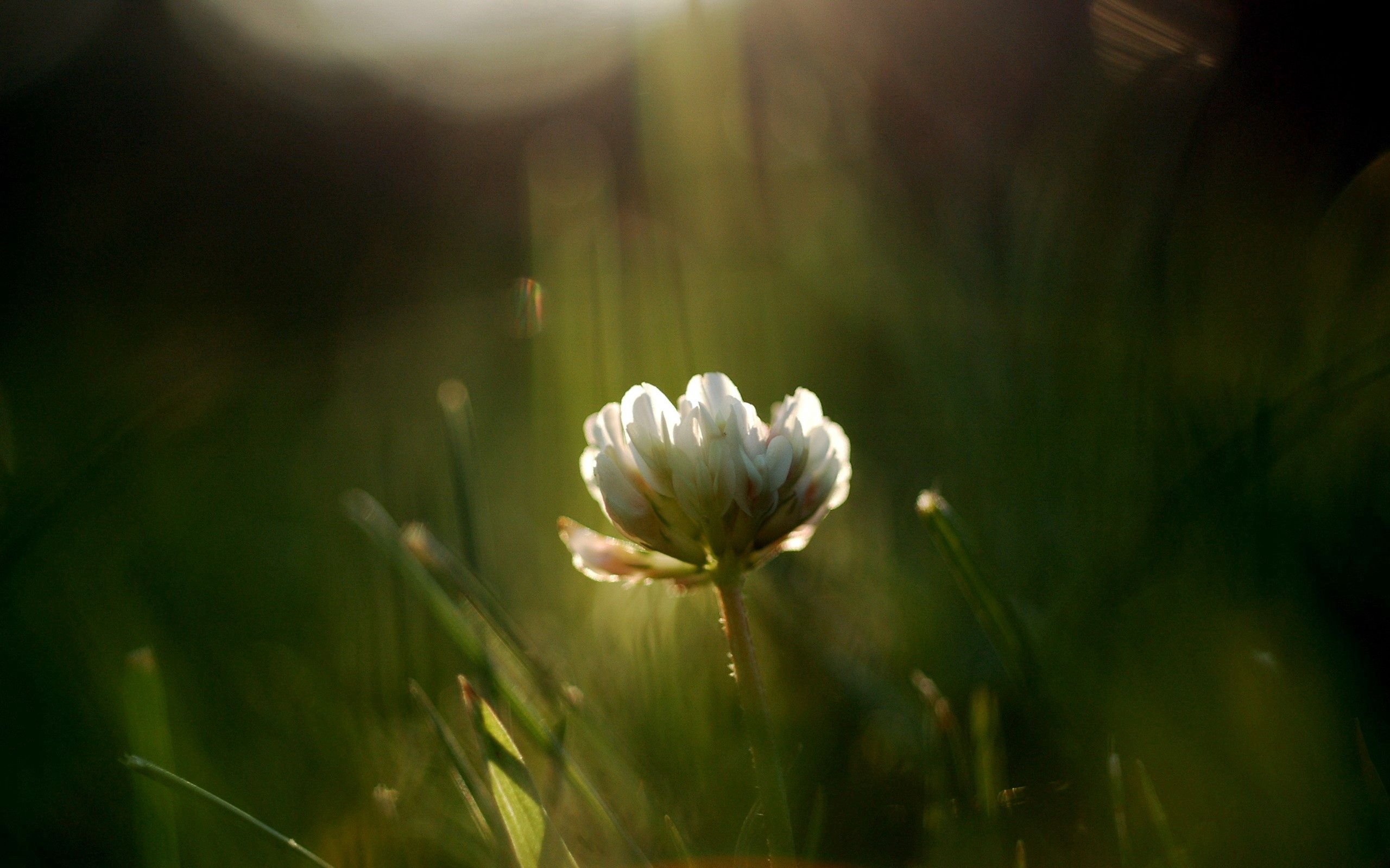 Download mobile wallpaper Field, Clover, Greens, Flowers, Light, Shine for free.