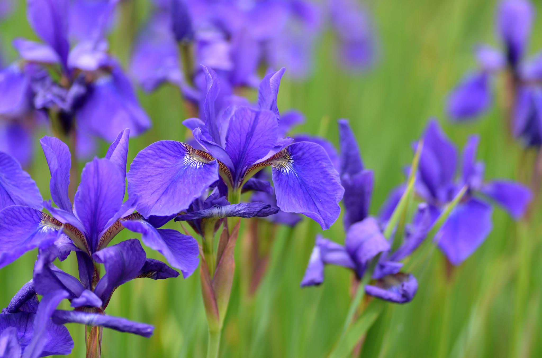 earth, iris, blur, flower, nature, purple flower, flowers Phone Background