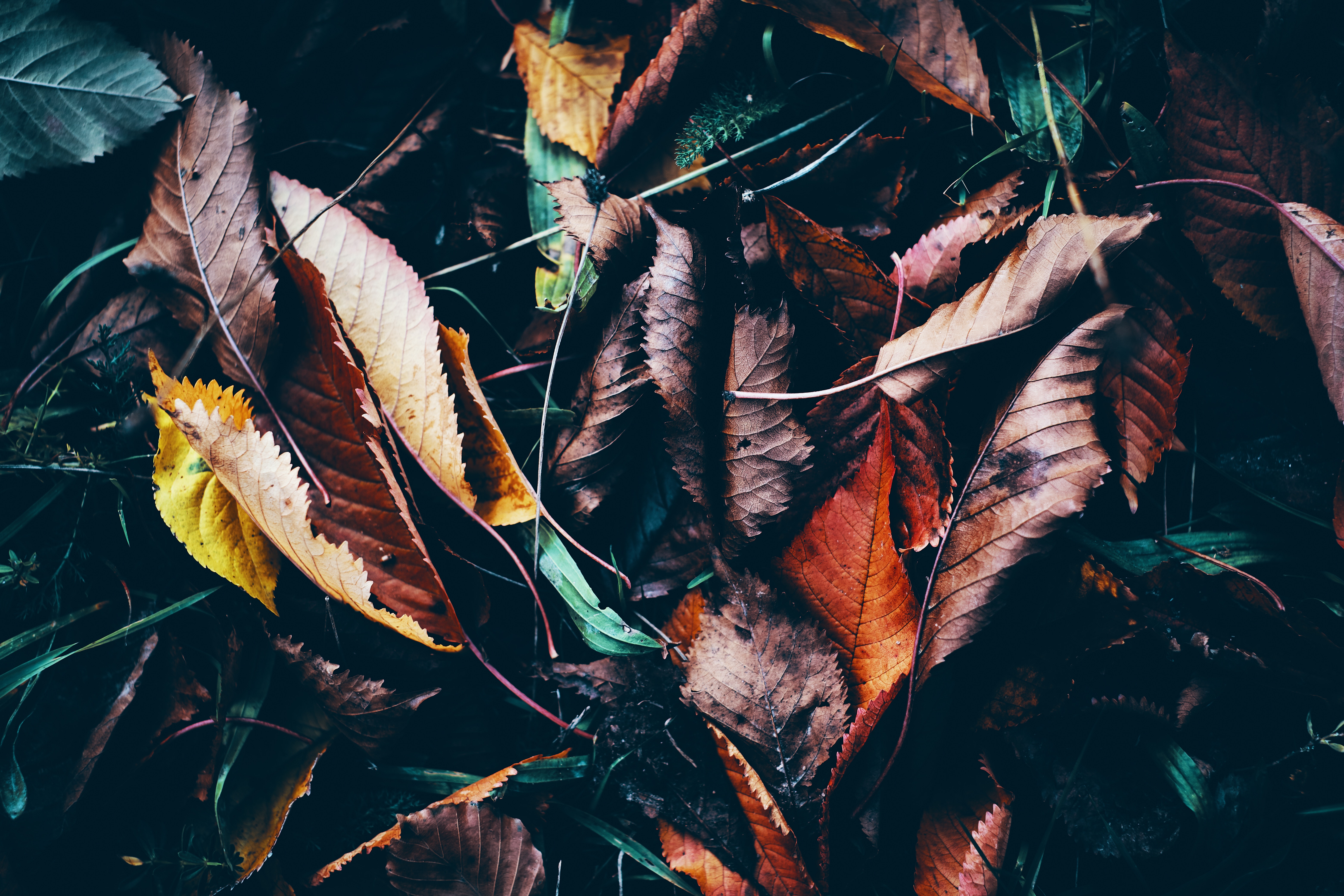 nature, autumn, wet, grass, leaves, humid, fallen Smartphone Background