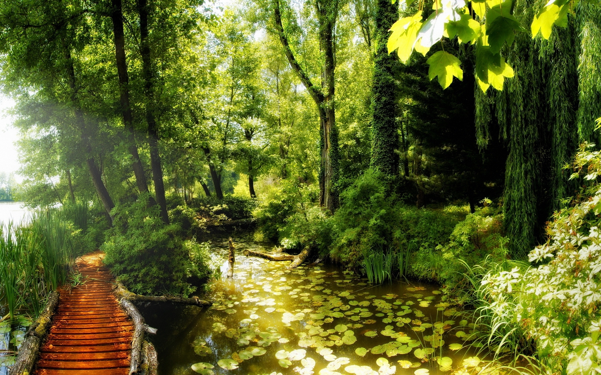 Фотообои река в лесу