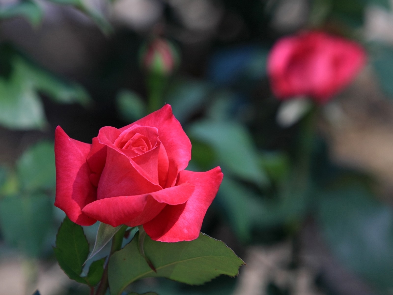 Laden Sie das Pflanzen, Blumen, Roses-Bild kostenlos auf Ihren PC-Desktop herunter