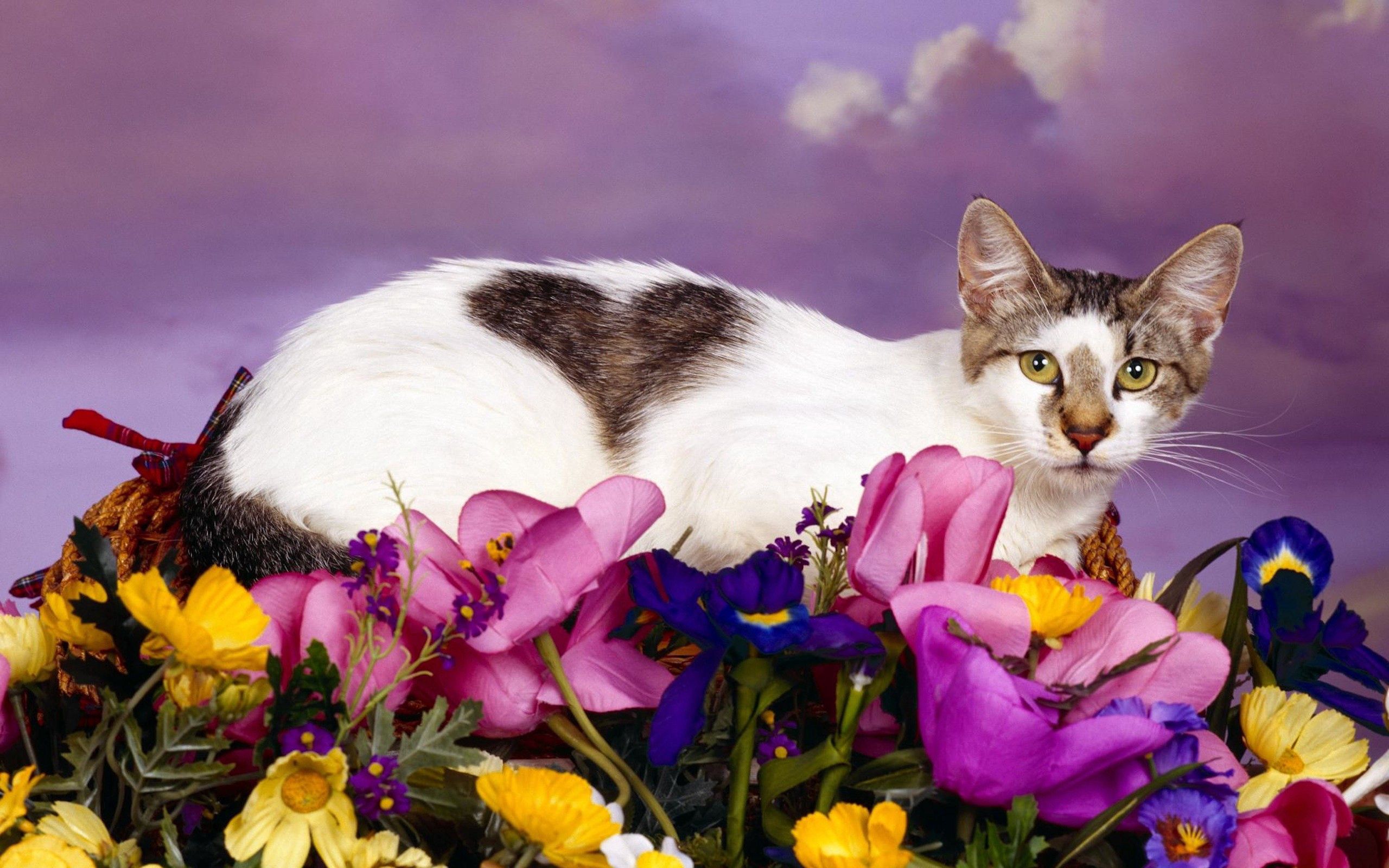 Кошка в цветах картинки