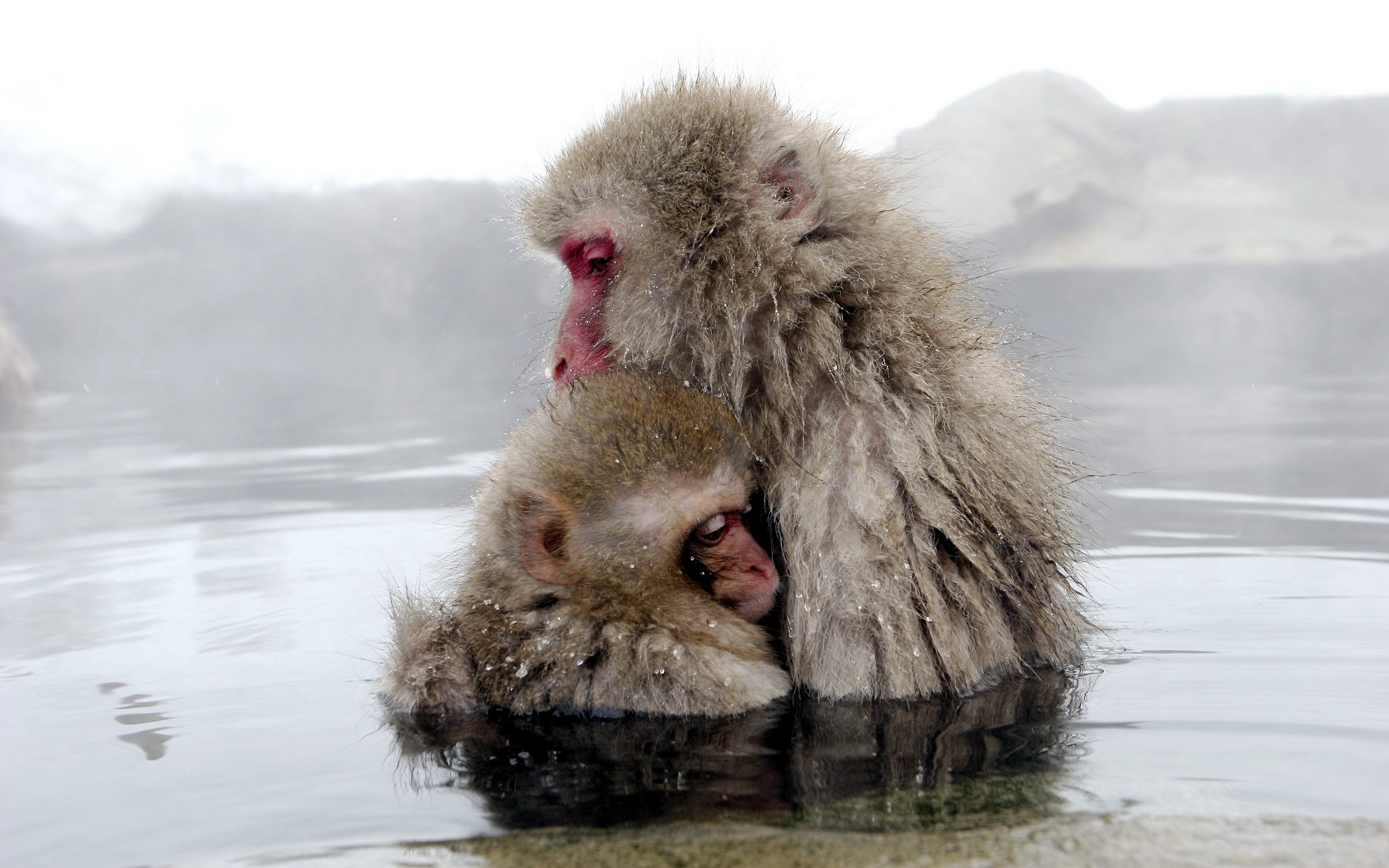 animal, japanese macaque, monkeys Desktop home screen Wallpaper