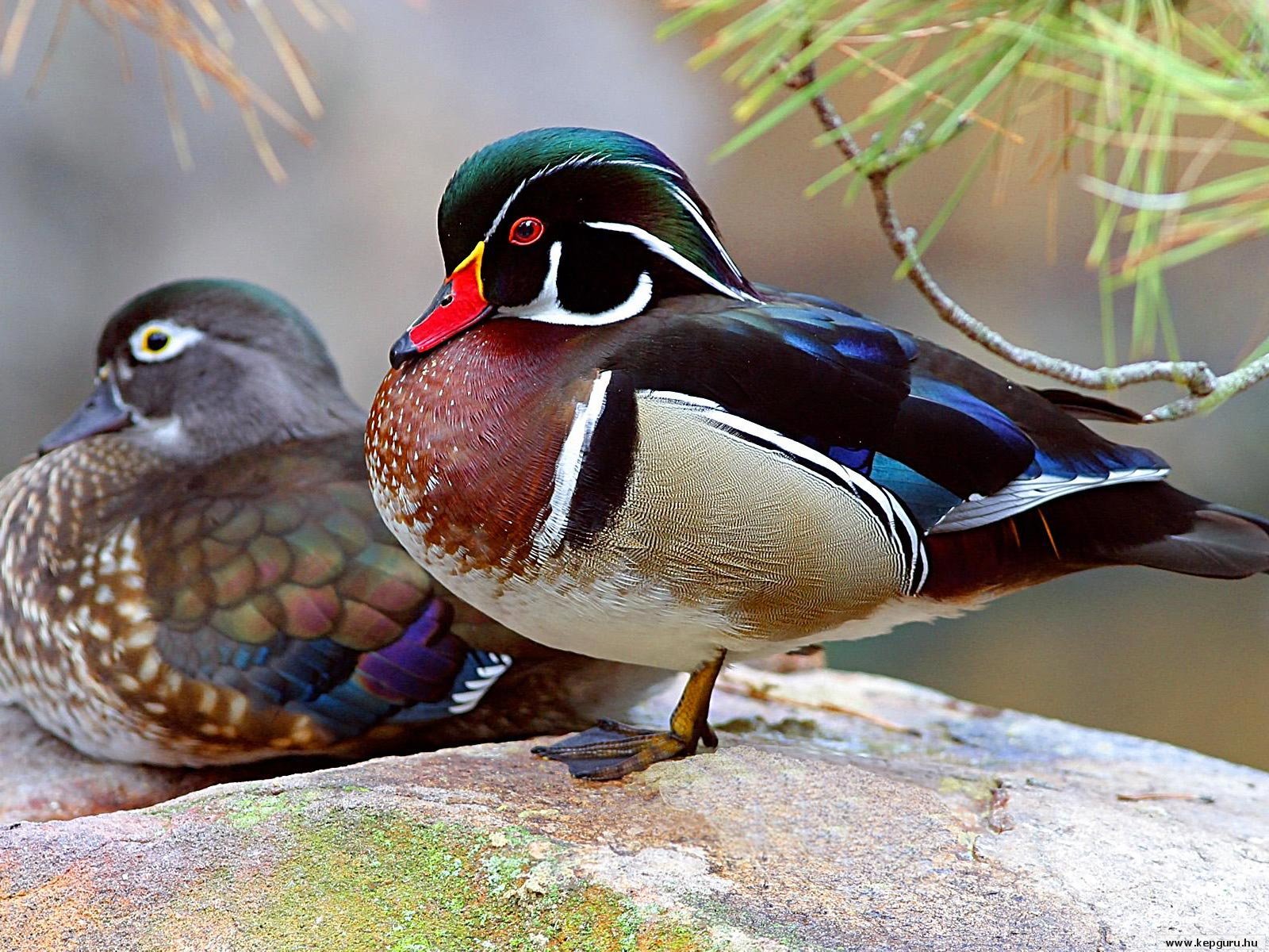 Download mobile wallpaper Wood Duck, Duck, Birds, Animal for free.