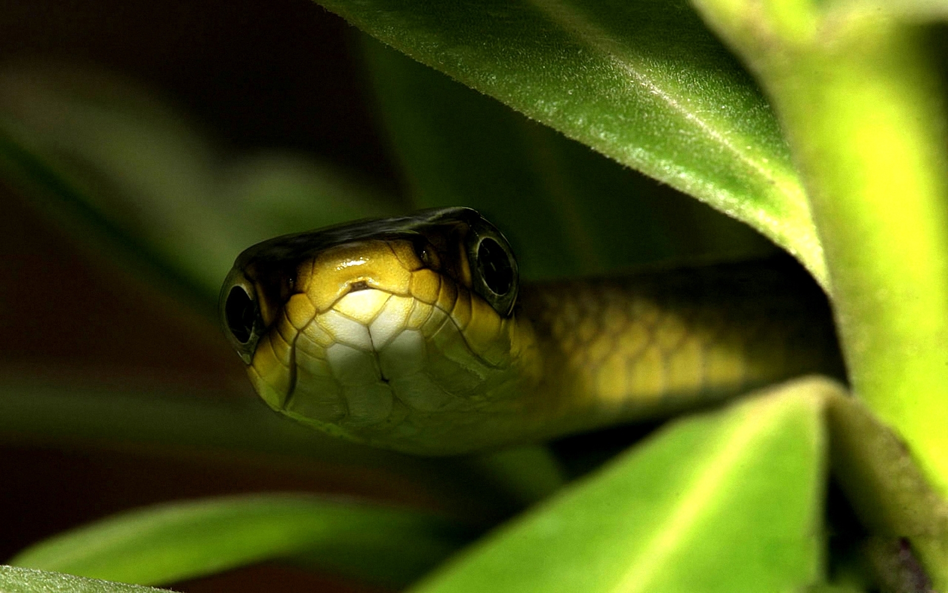 201284 Bildschirmschoner und Hintergrundbilder Reptilien auf Ihrem Telefon. Laden Sie  Bilder kostenlos herunter
