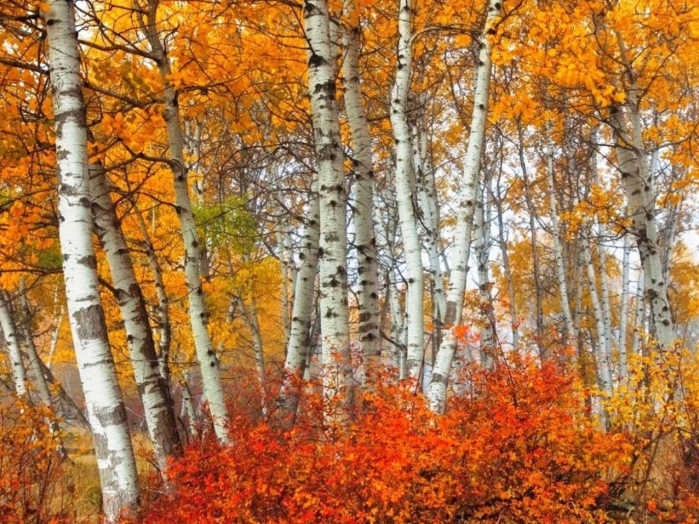 landscape, trees, autumn, birches Full HD